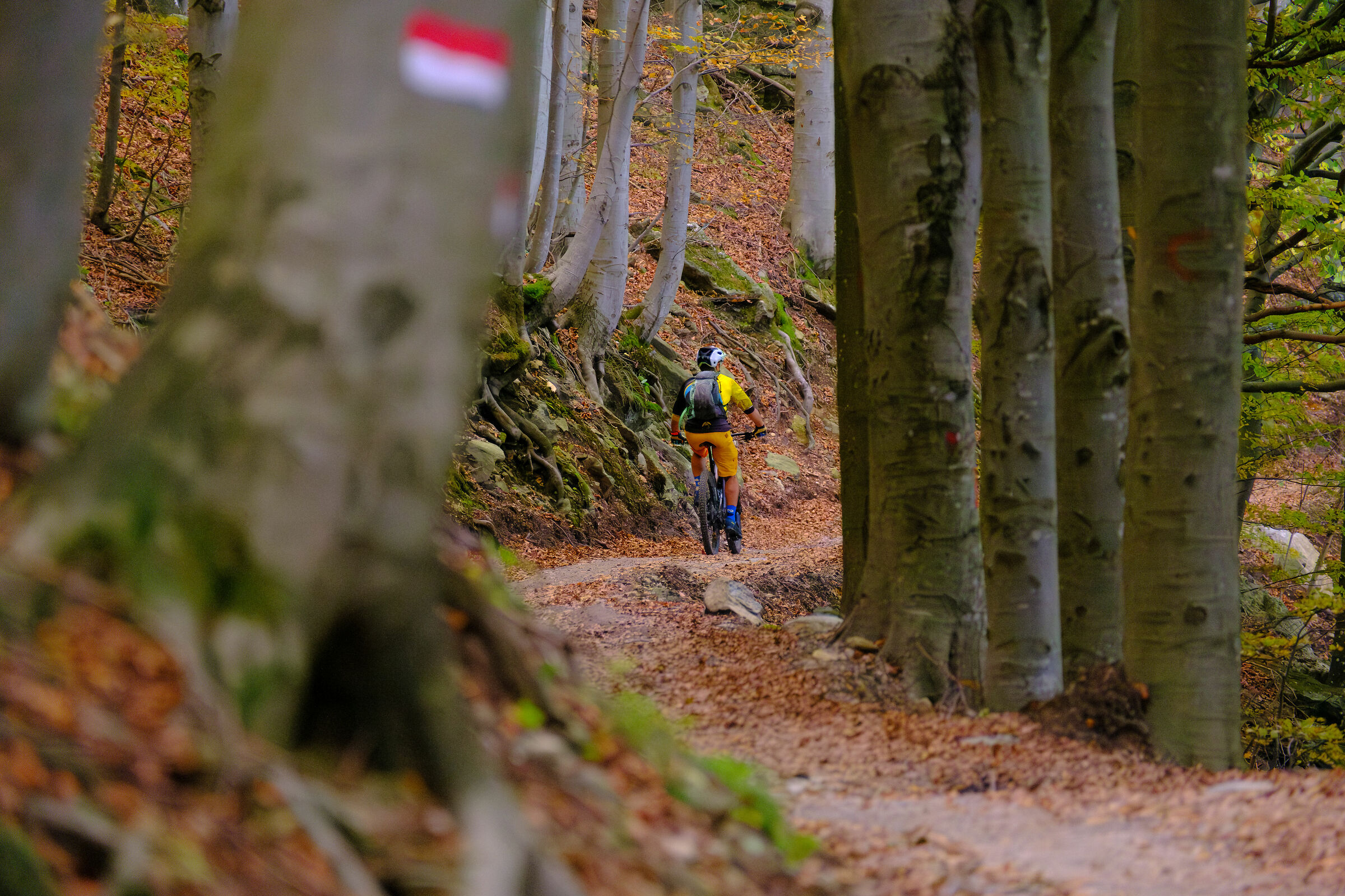 Incorniciato tra i faggi