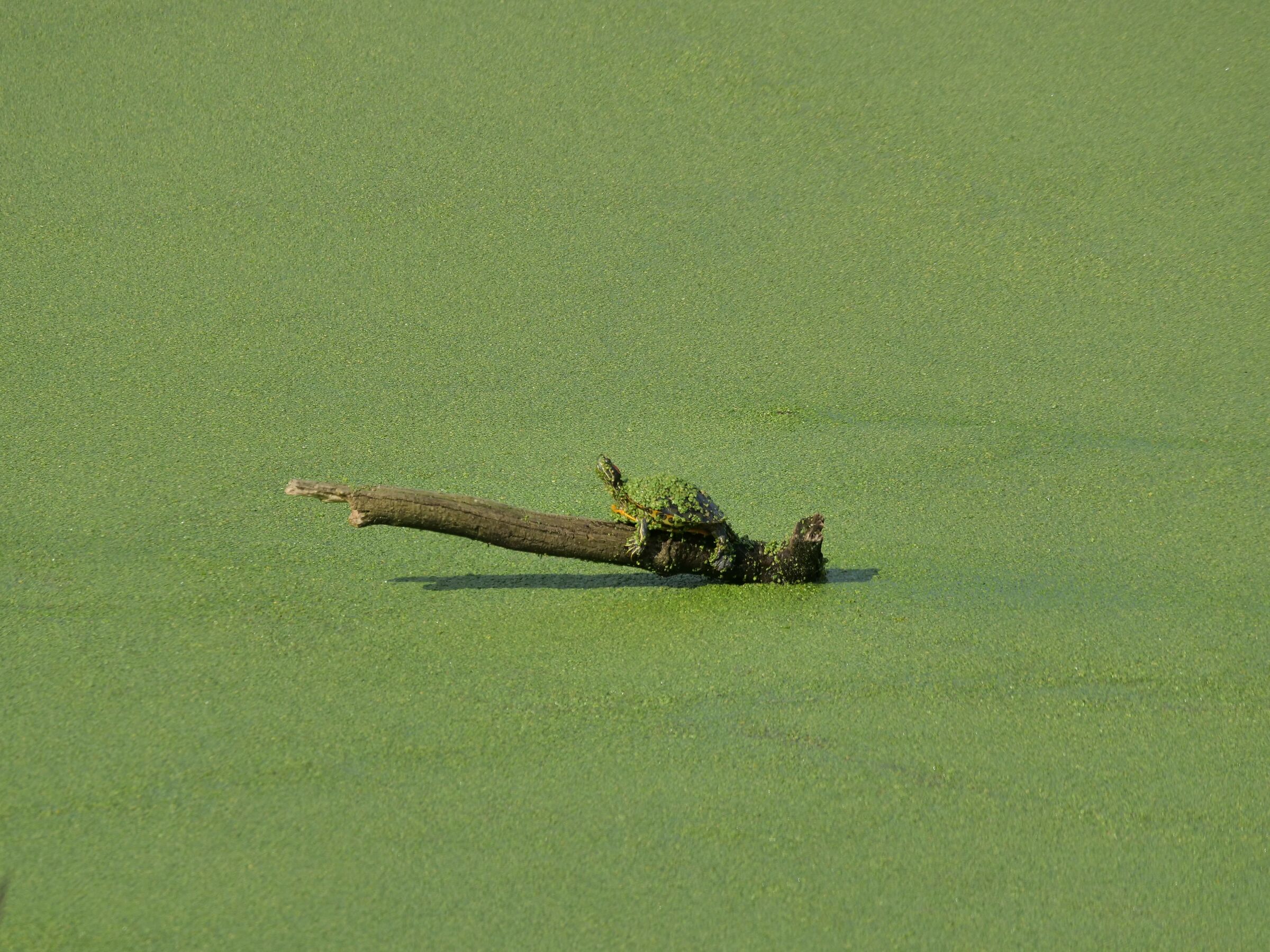 Tartaruga (Podocnemis unifilis)