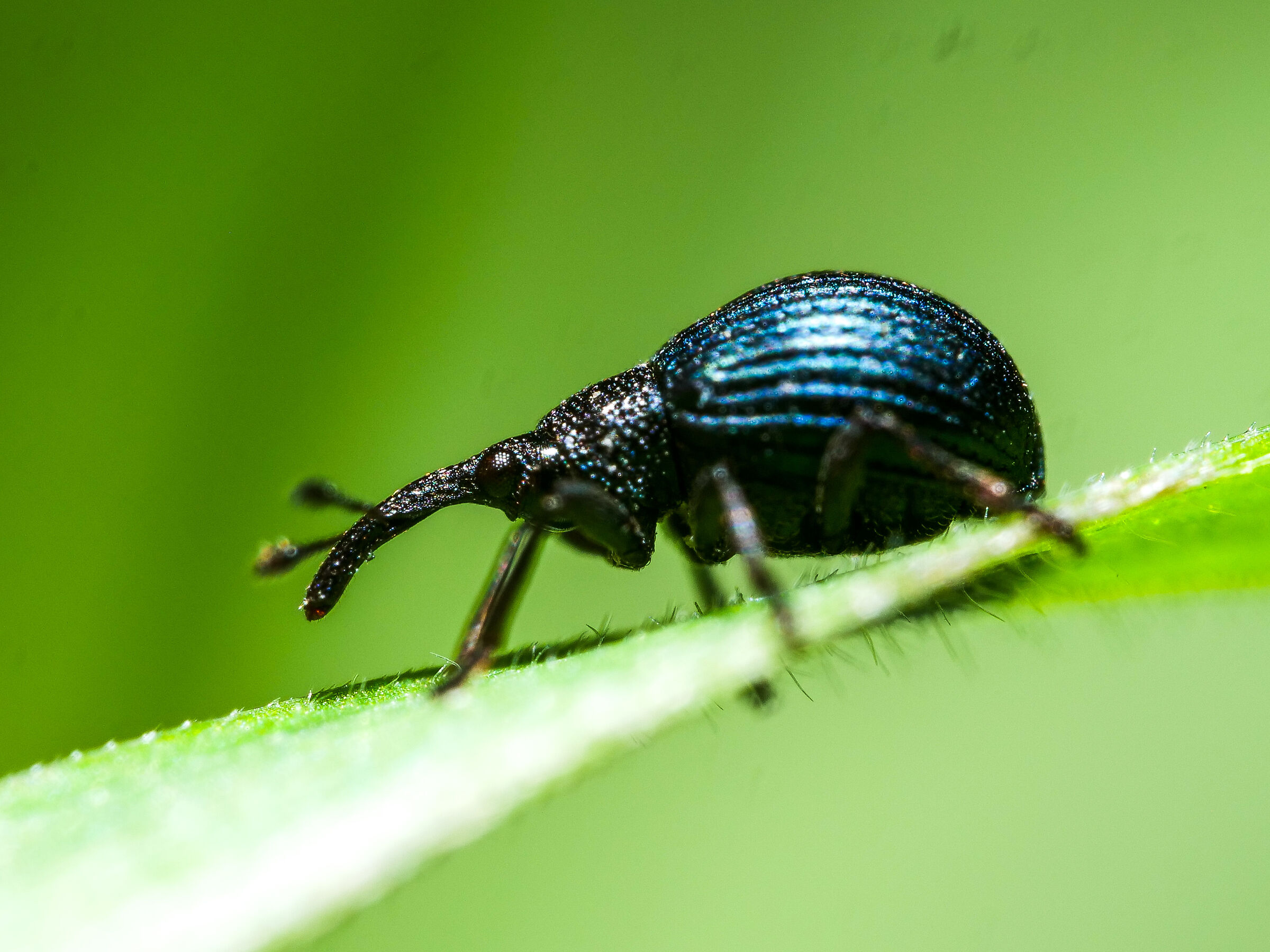 Macro