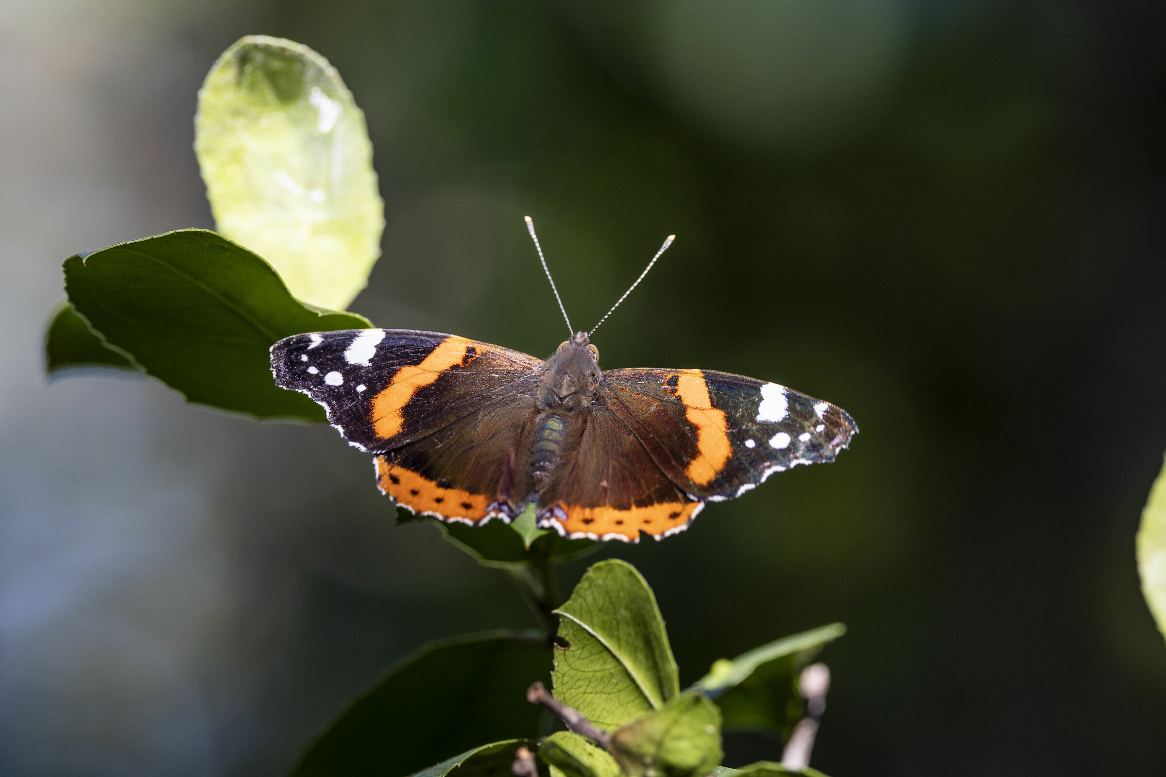 Vanessa Atalanta
