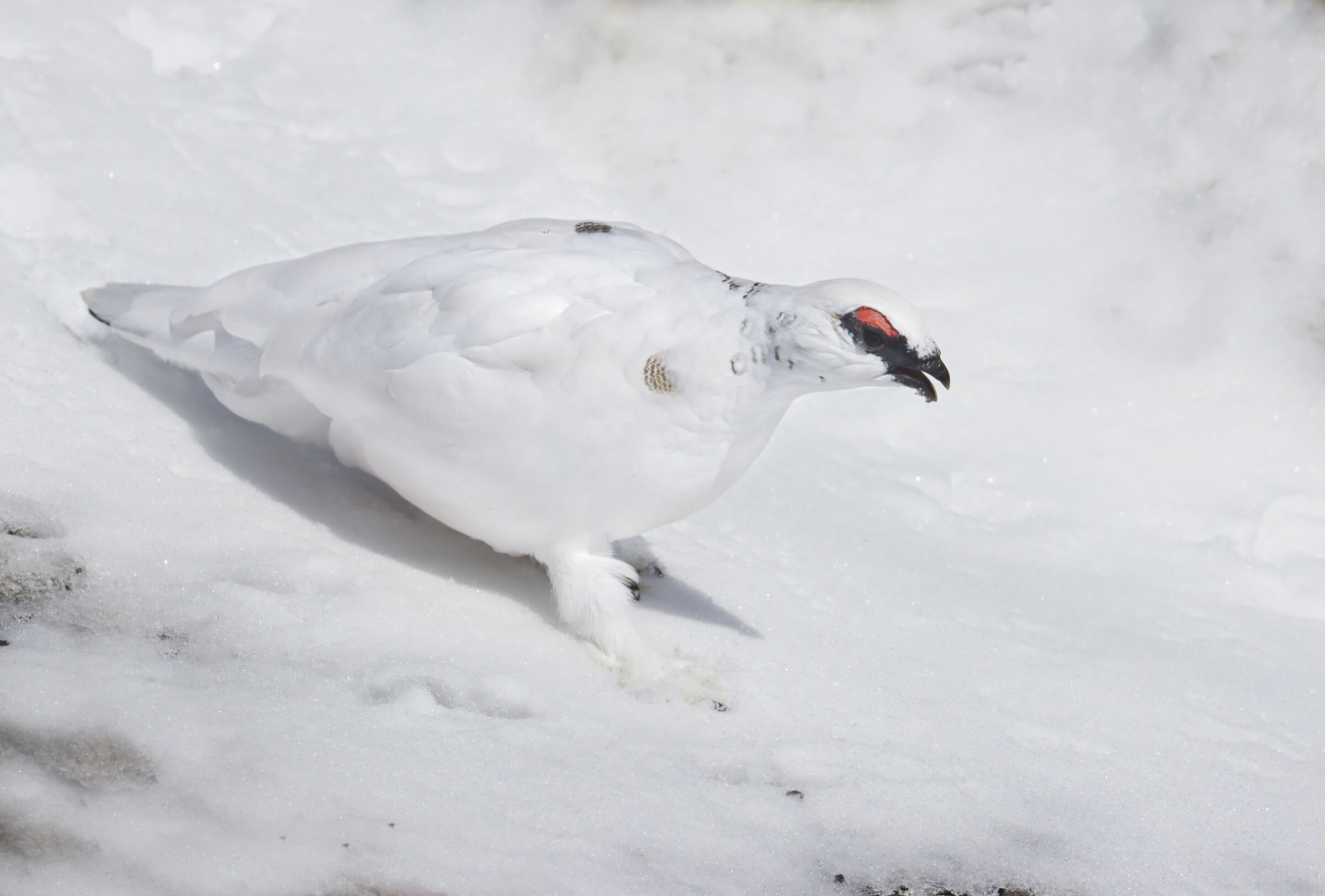 la discesa della pernice bianca