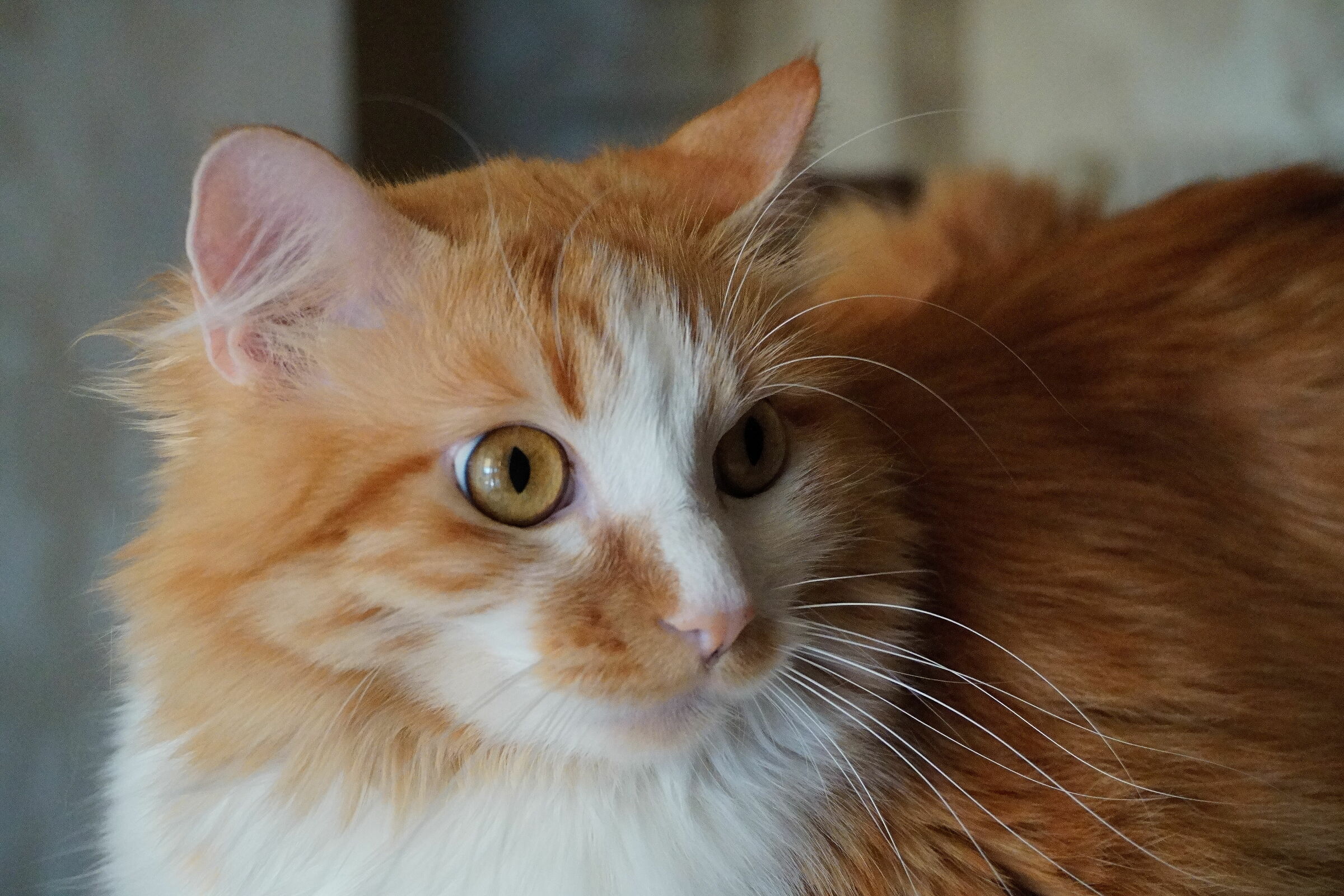 Meatball 2