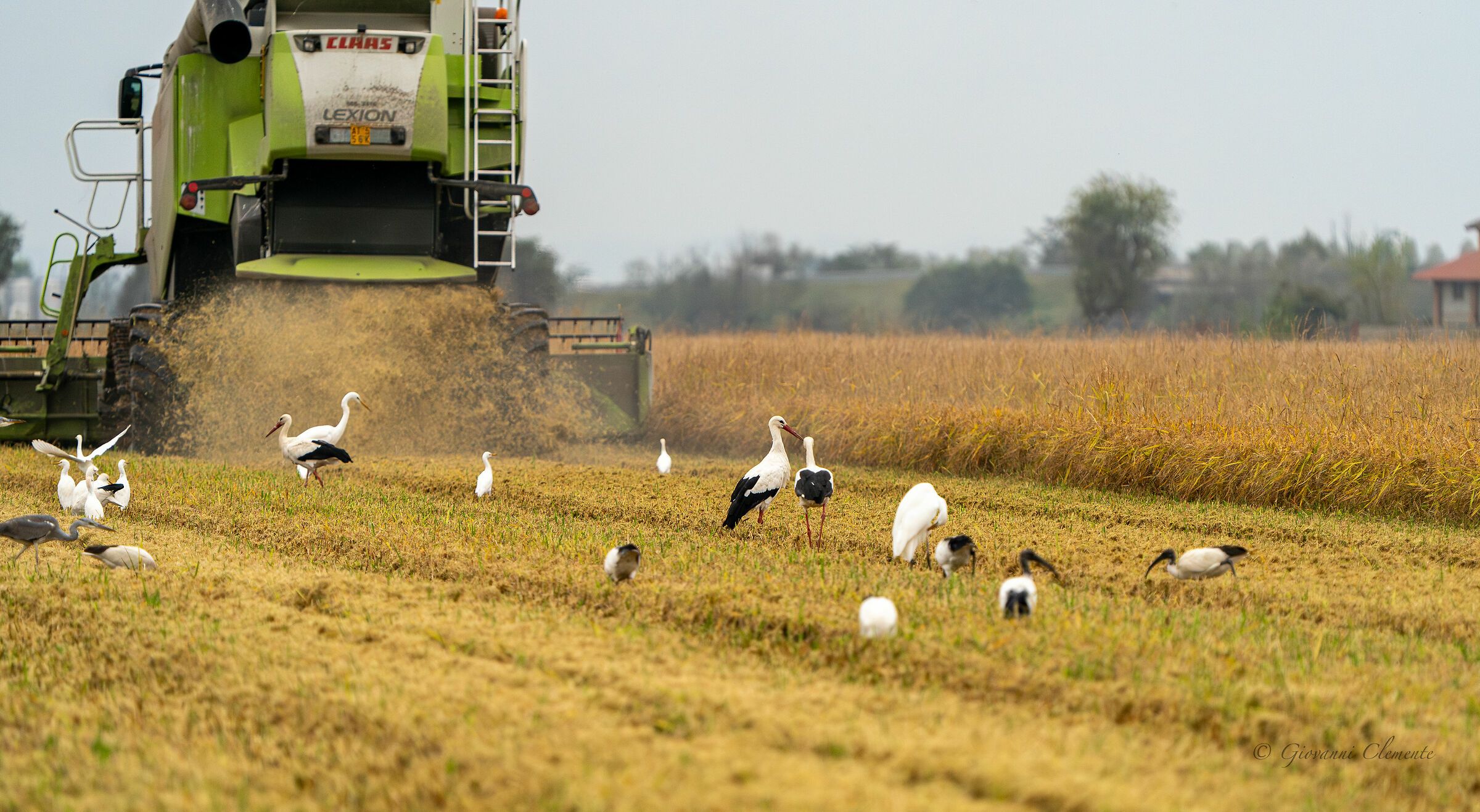 Storks in autumn