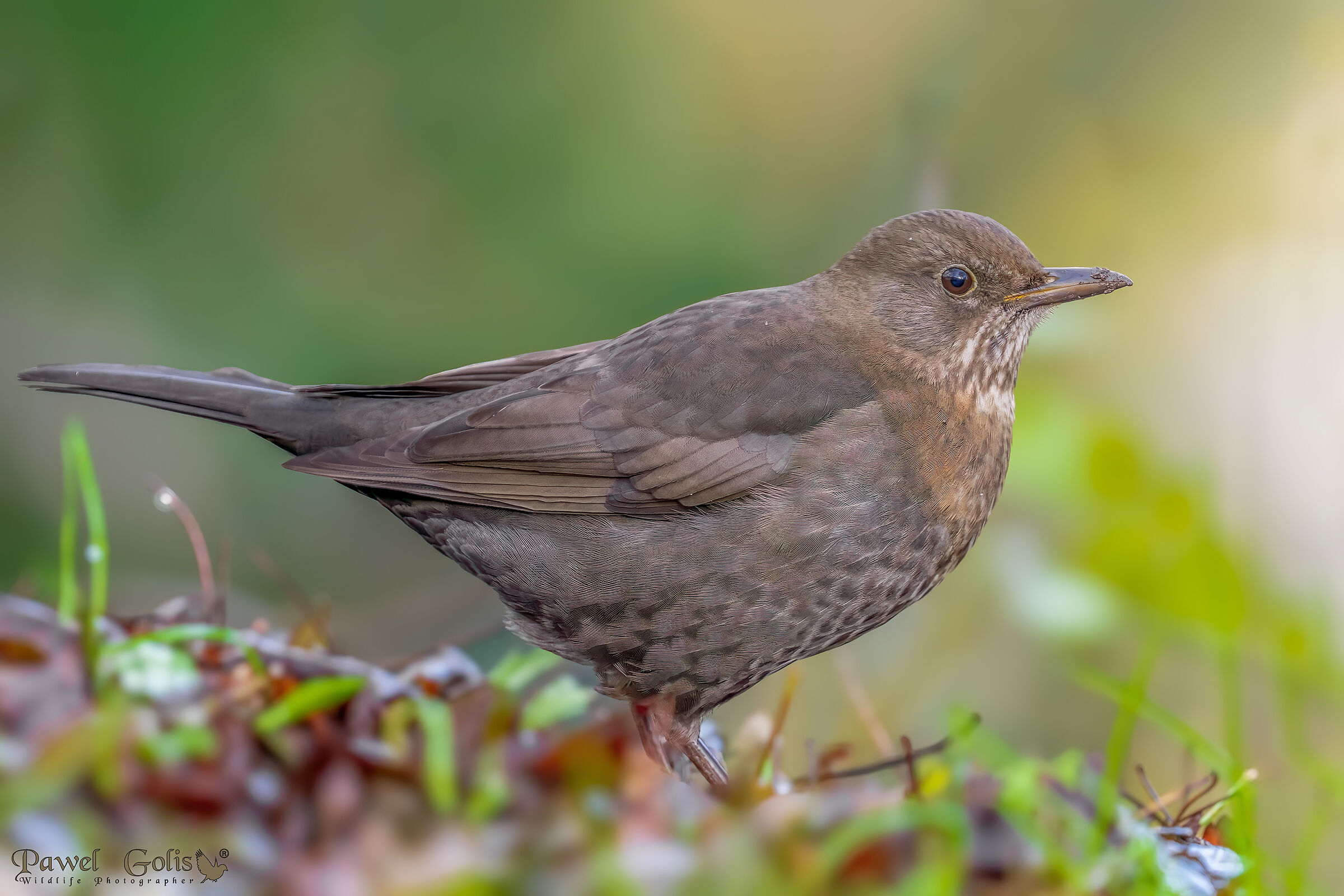 Merlo comune (Turdus merula)