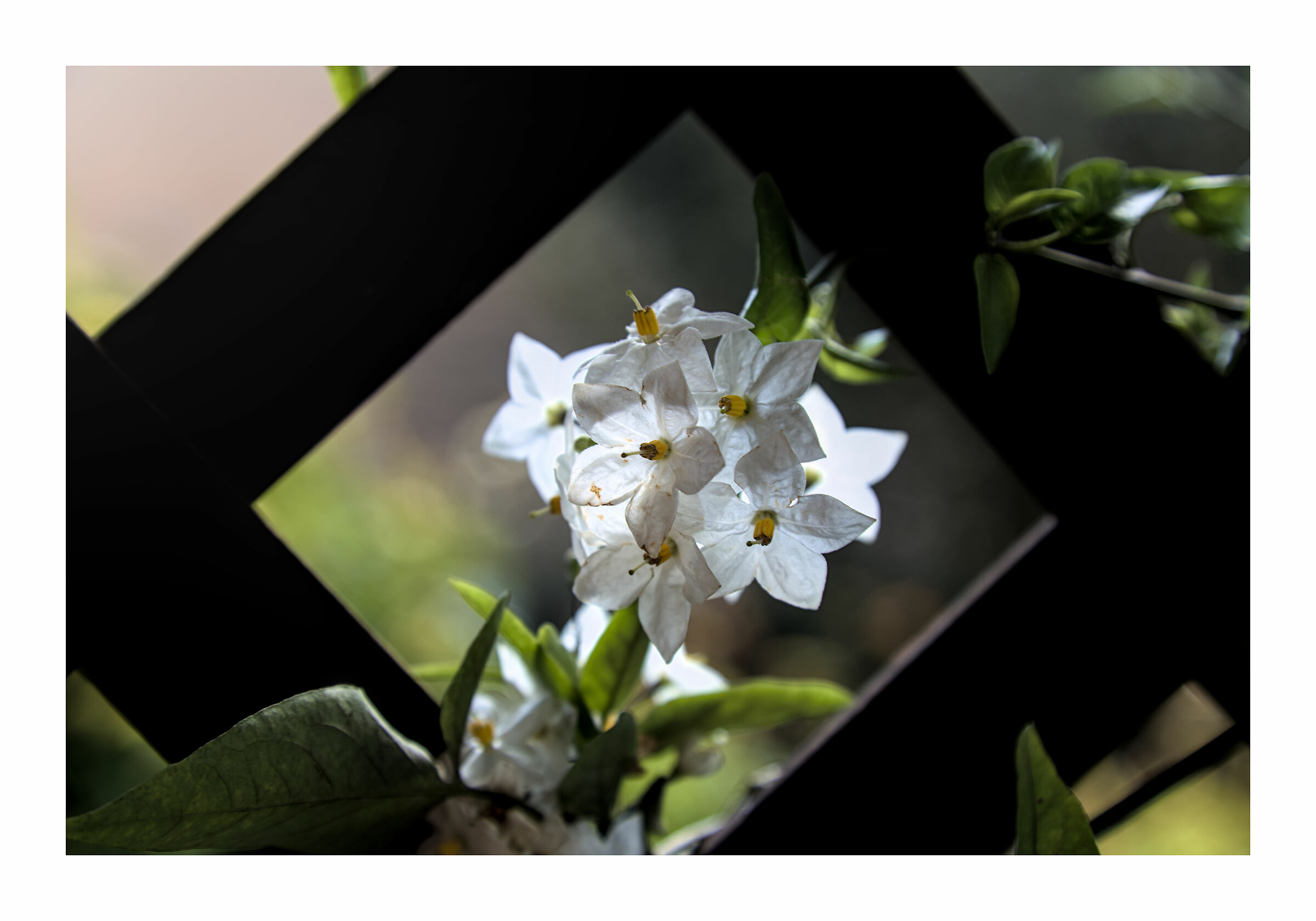 Trasparenze mattutine