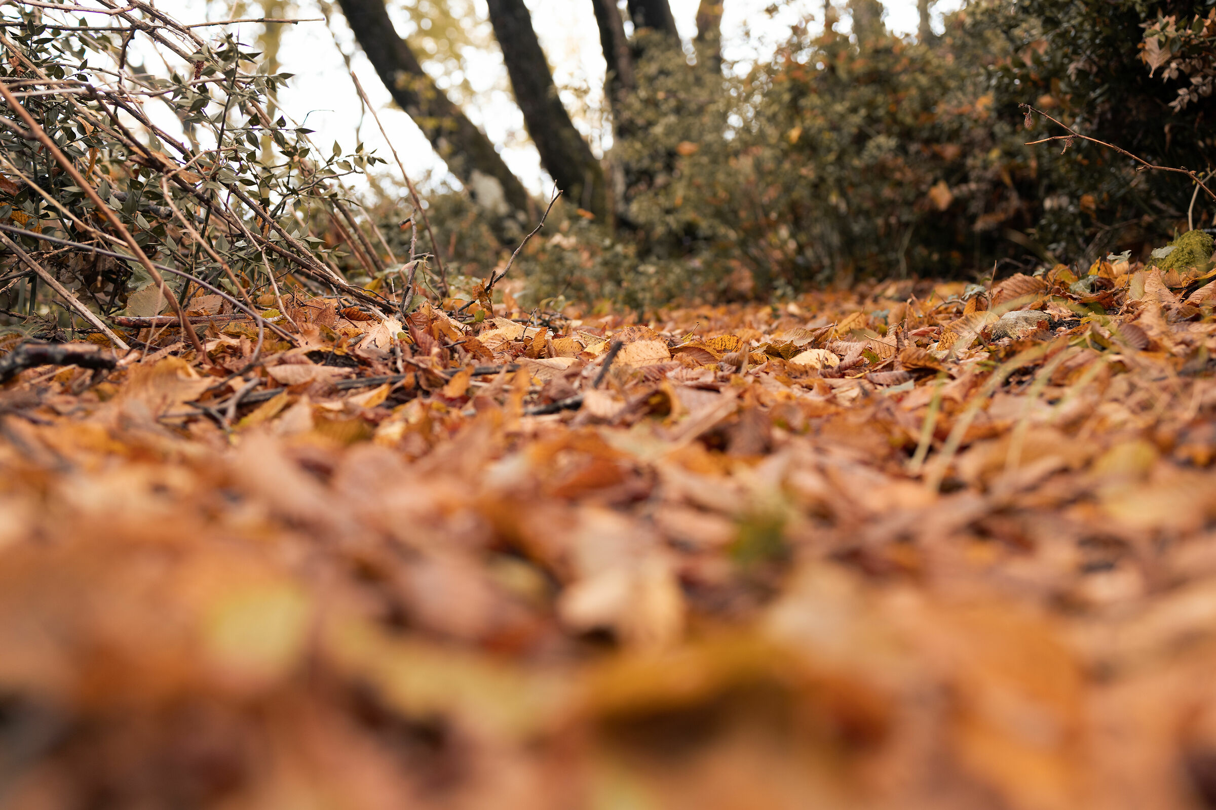 Autunno