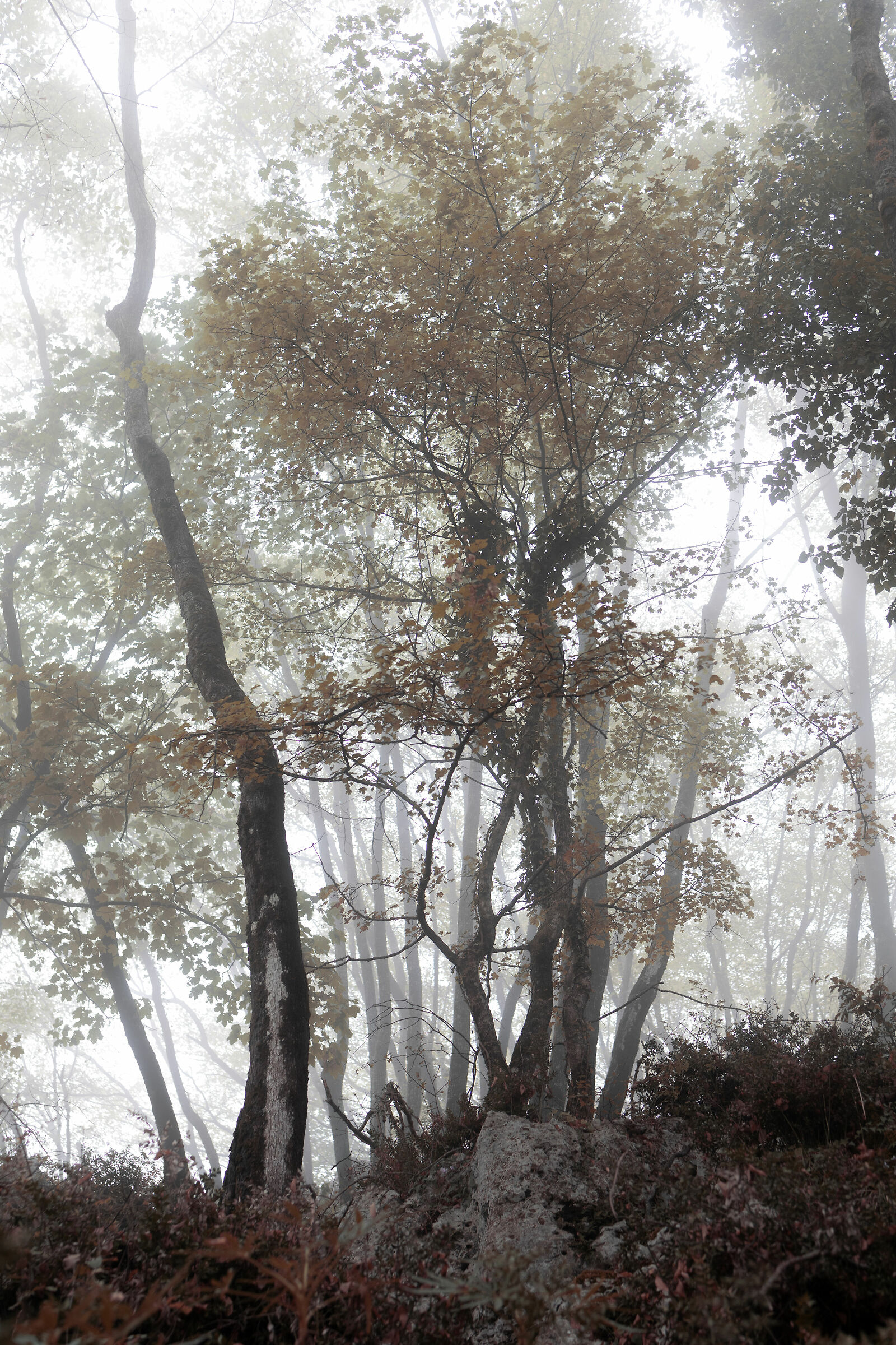 Nebbia
