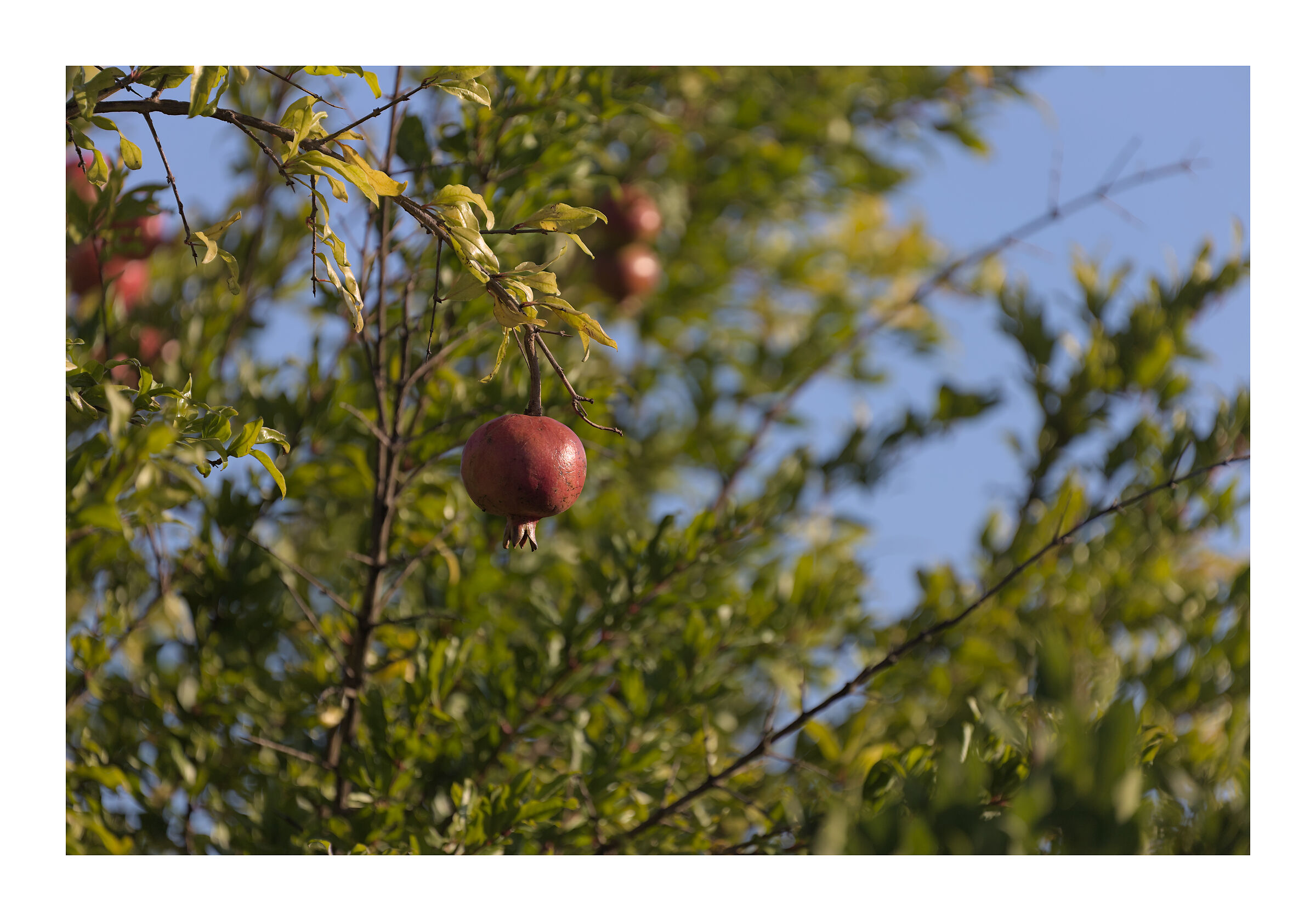 Melograno baciato..dal sole del mattino