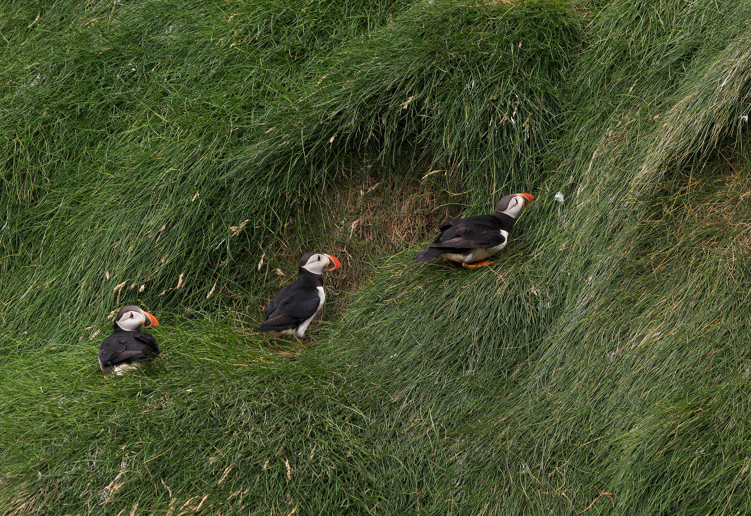 Puffins #3