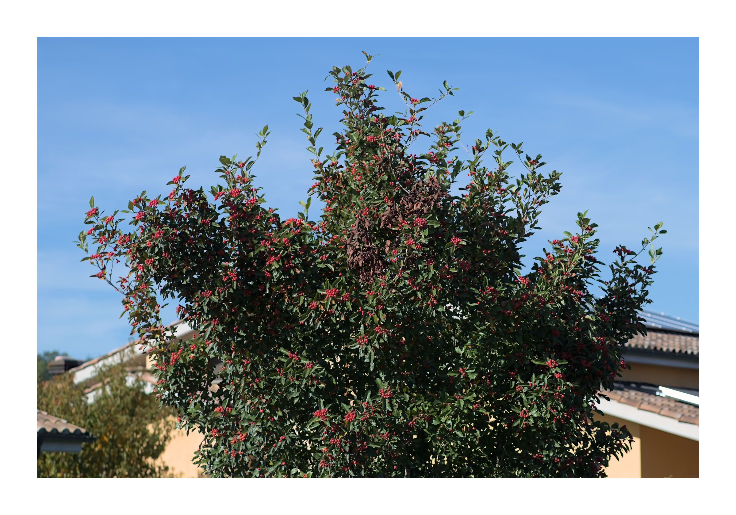 Bacche baciate dal sole del mattino