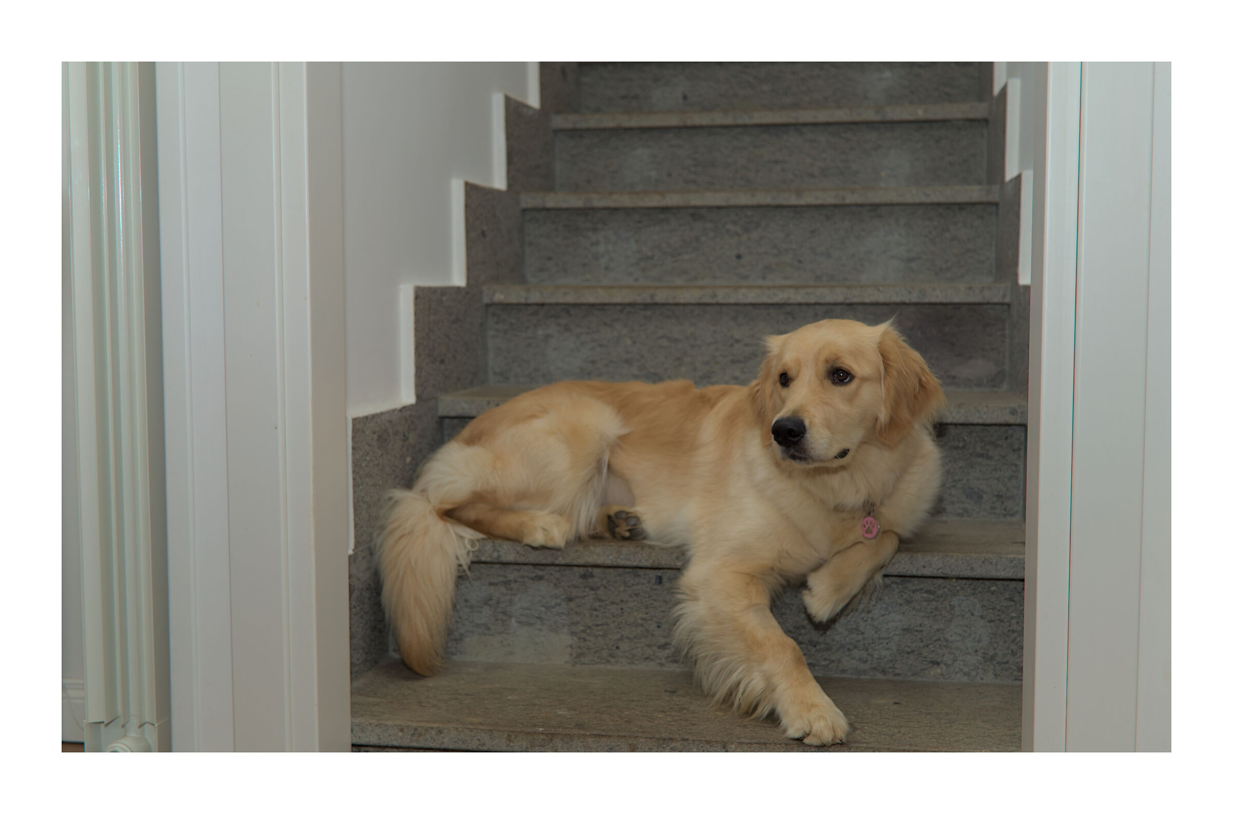 Dopo la toletta, mannaggia, non sono più così ...