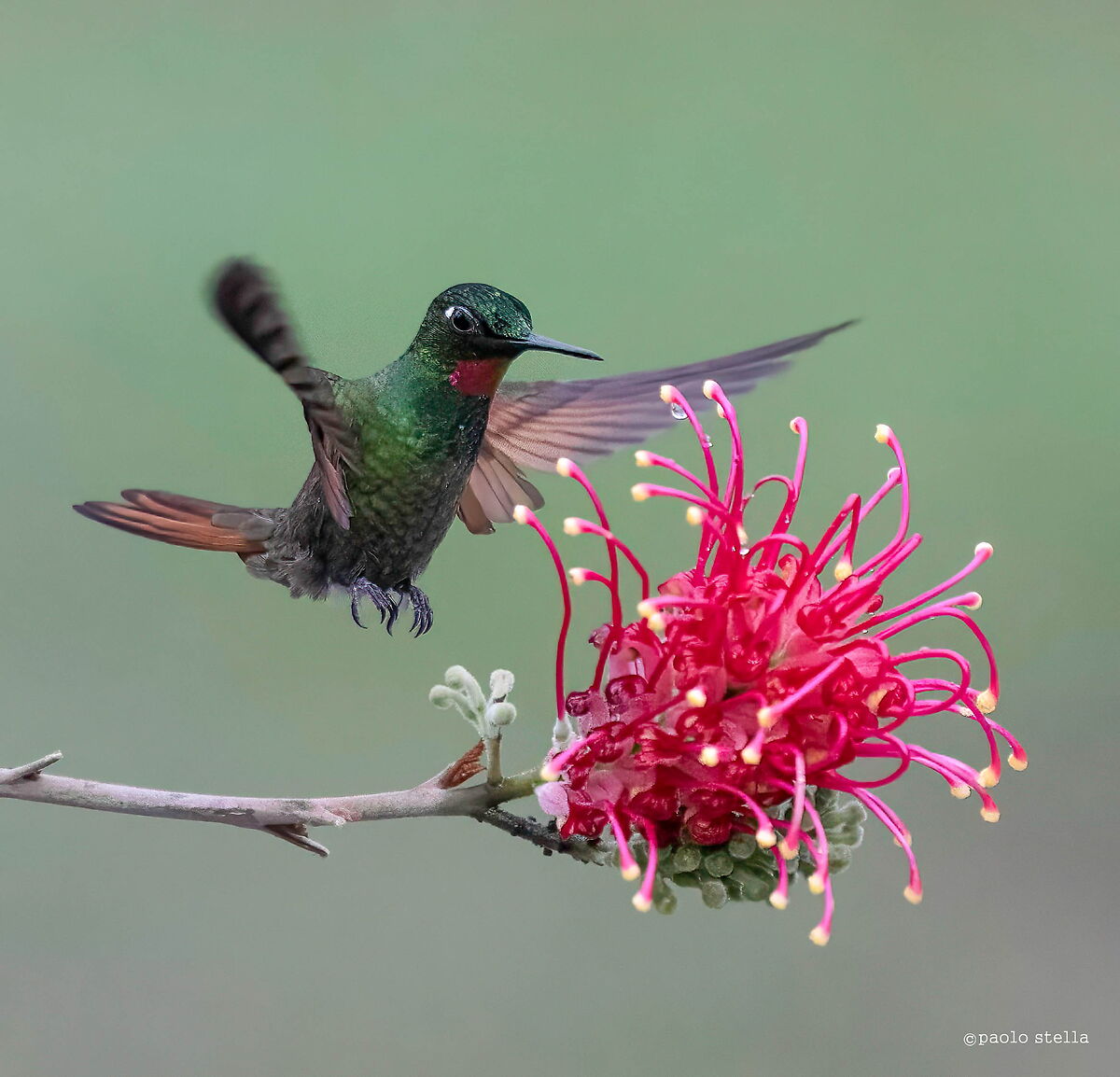 Brazil ruby hummingbirds