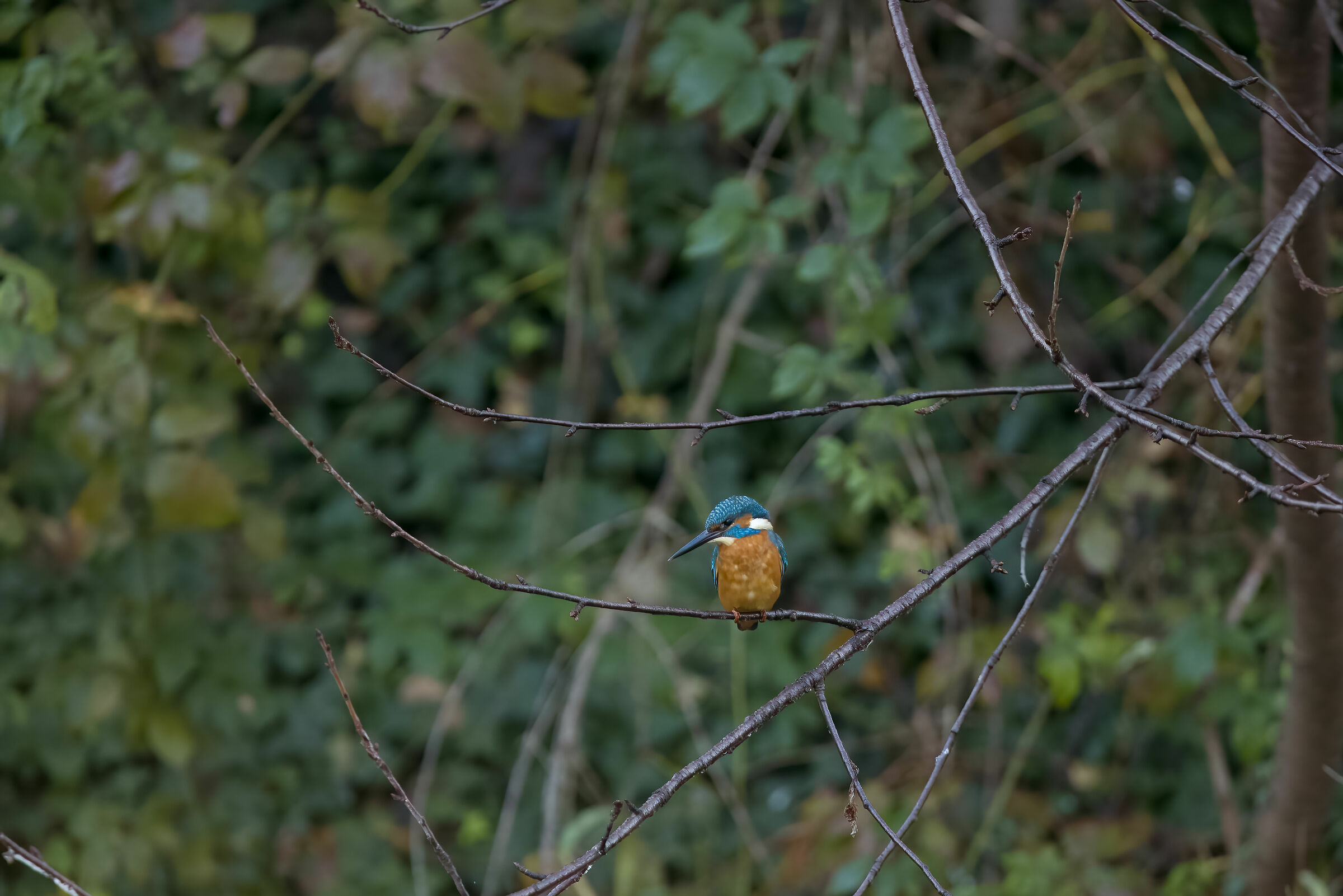 Martin Pescatore , Provincia di Milano, Ottobre 2023