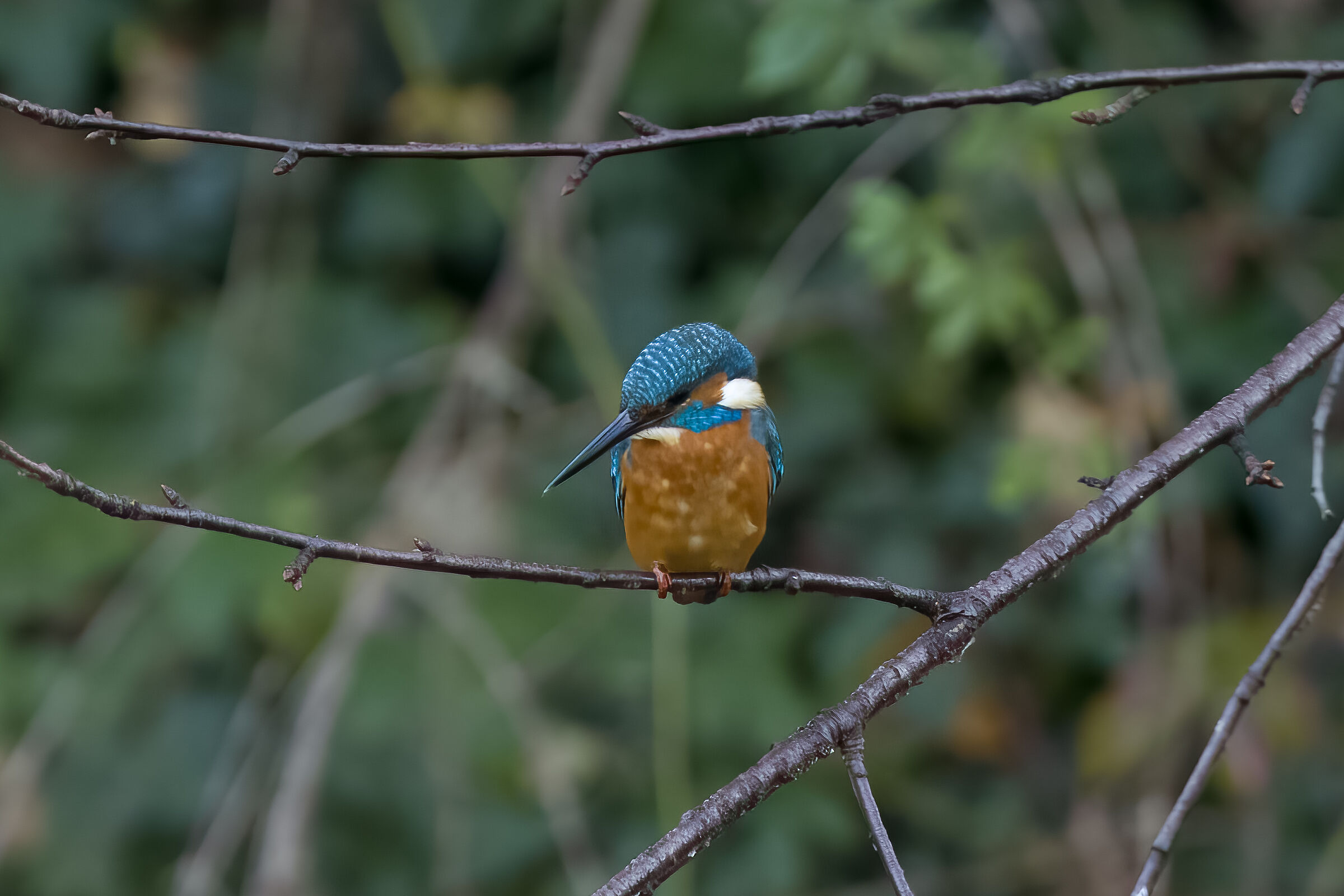 Martin Pescatore , Provincia di Milano, Ottobre 2023