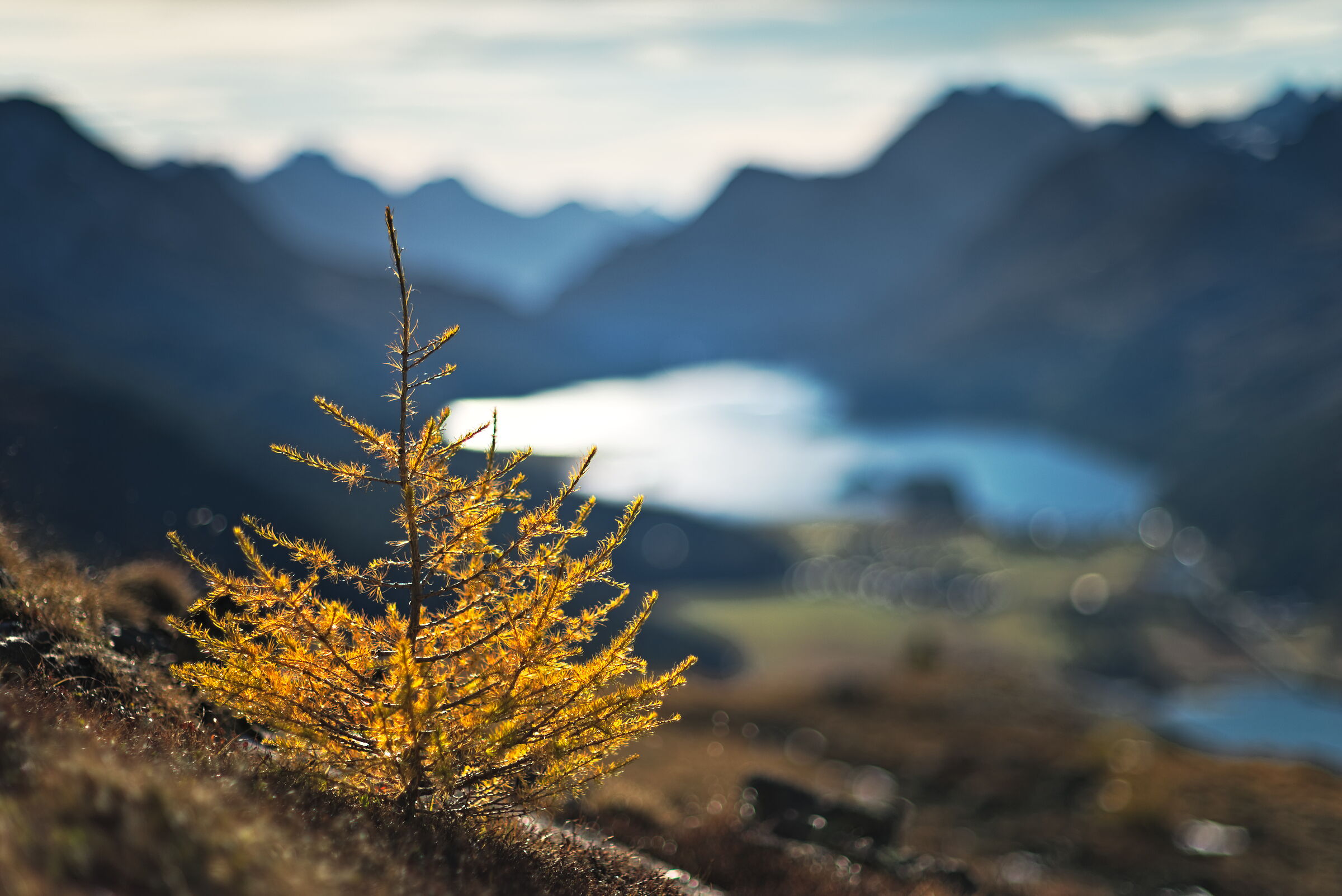 Portrait of a young larch tree