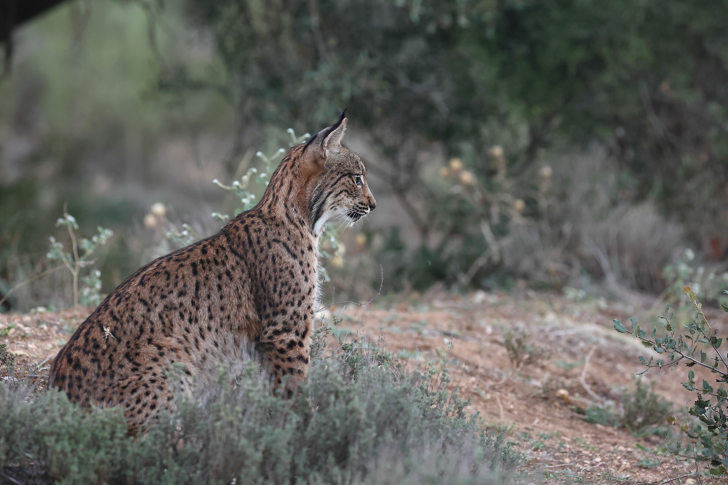 Lynx Pardina 6 month old boy