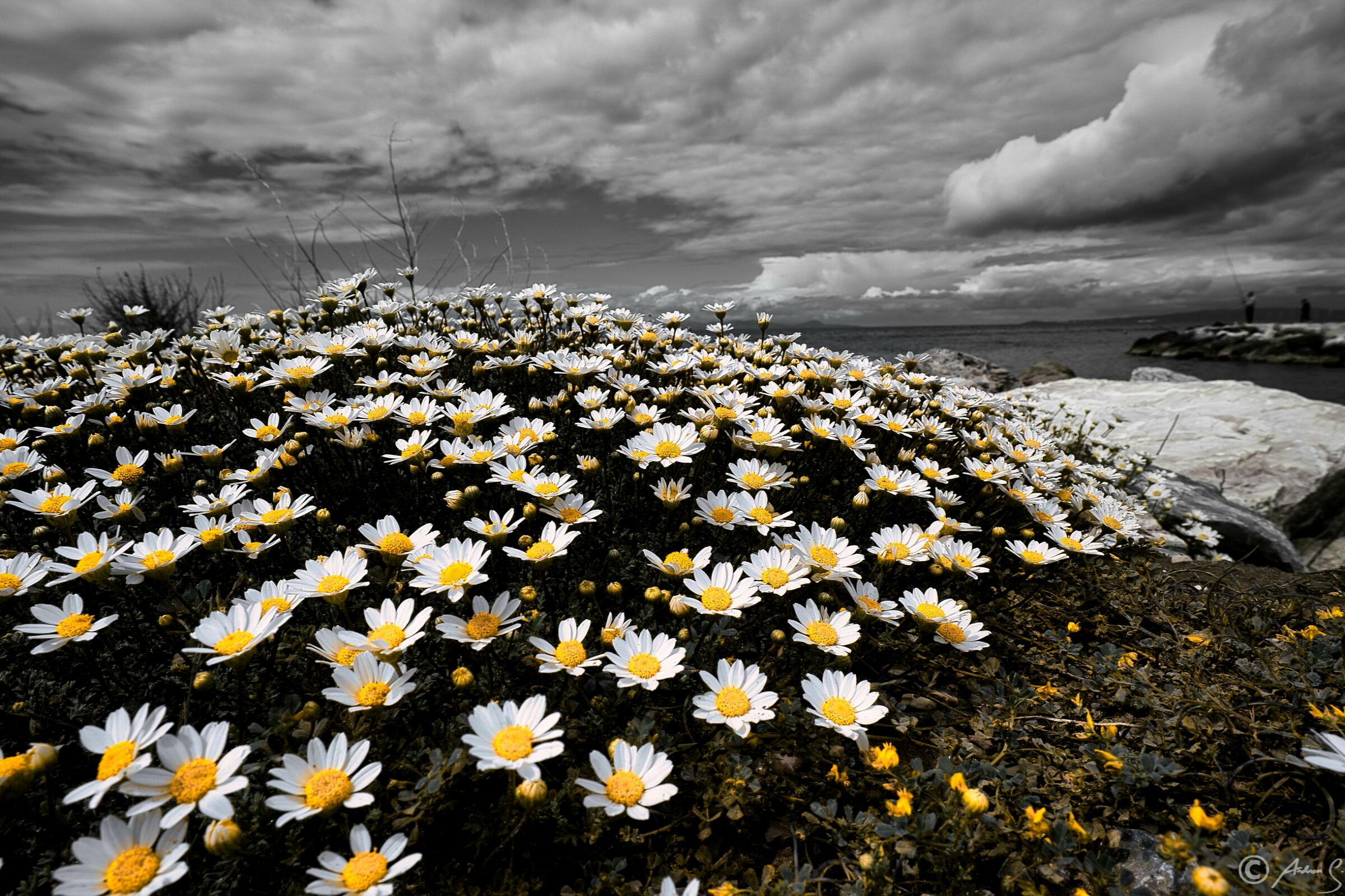 Daisies