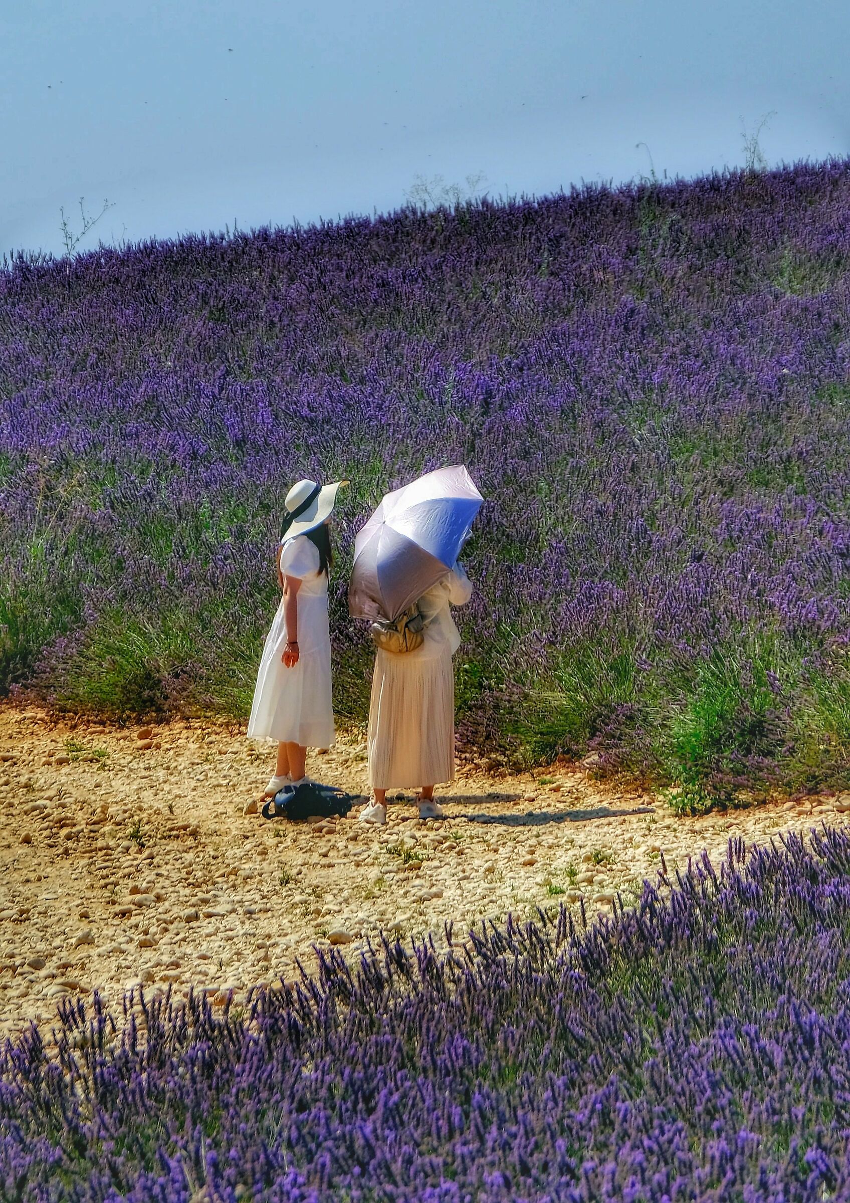 Lavanda Landscape