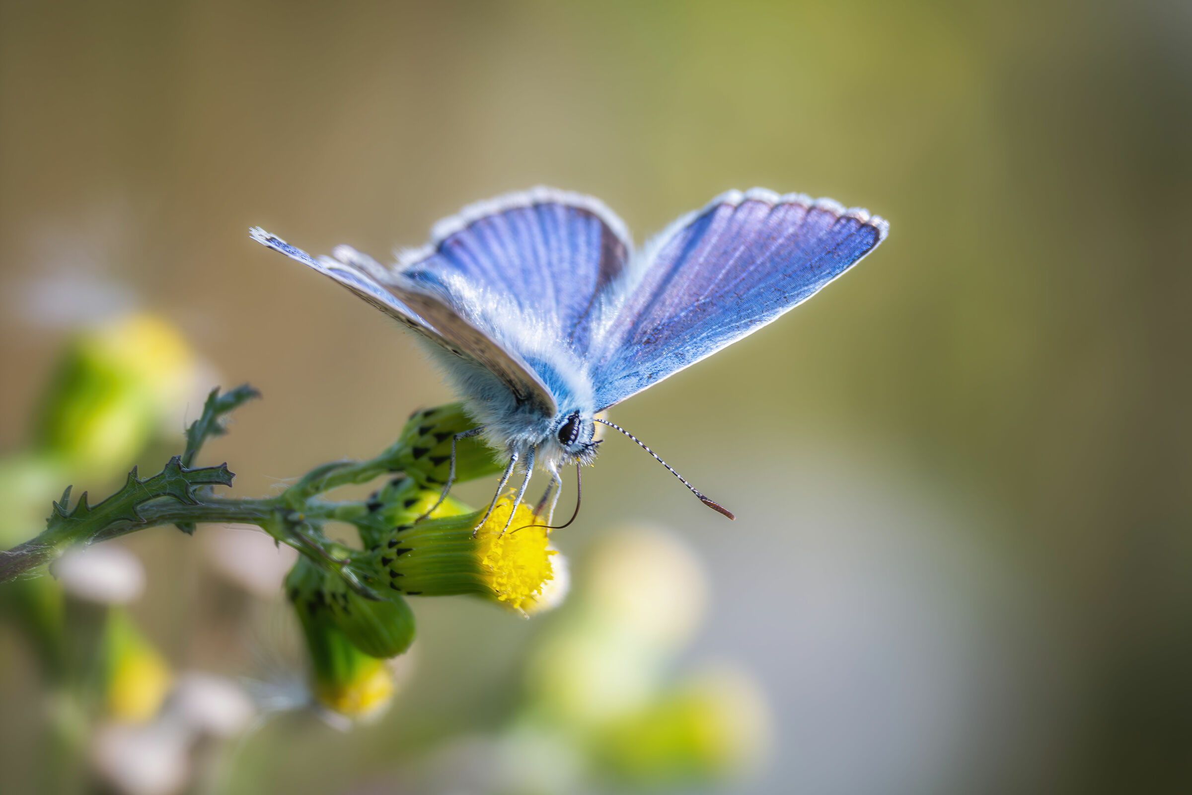 Polyommatus Icarus