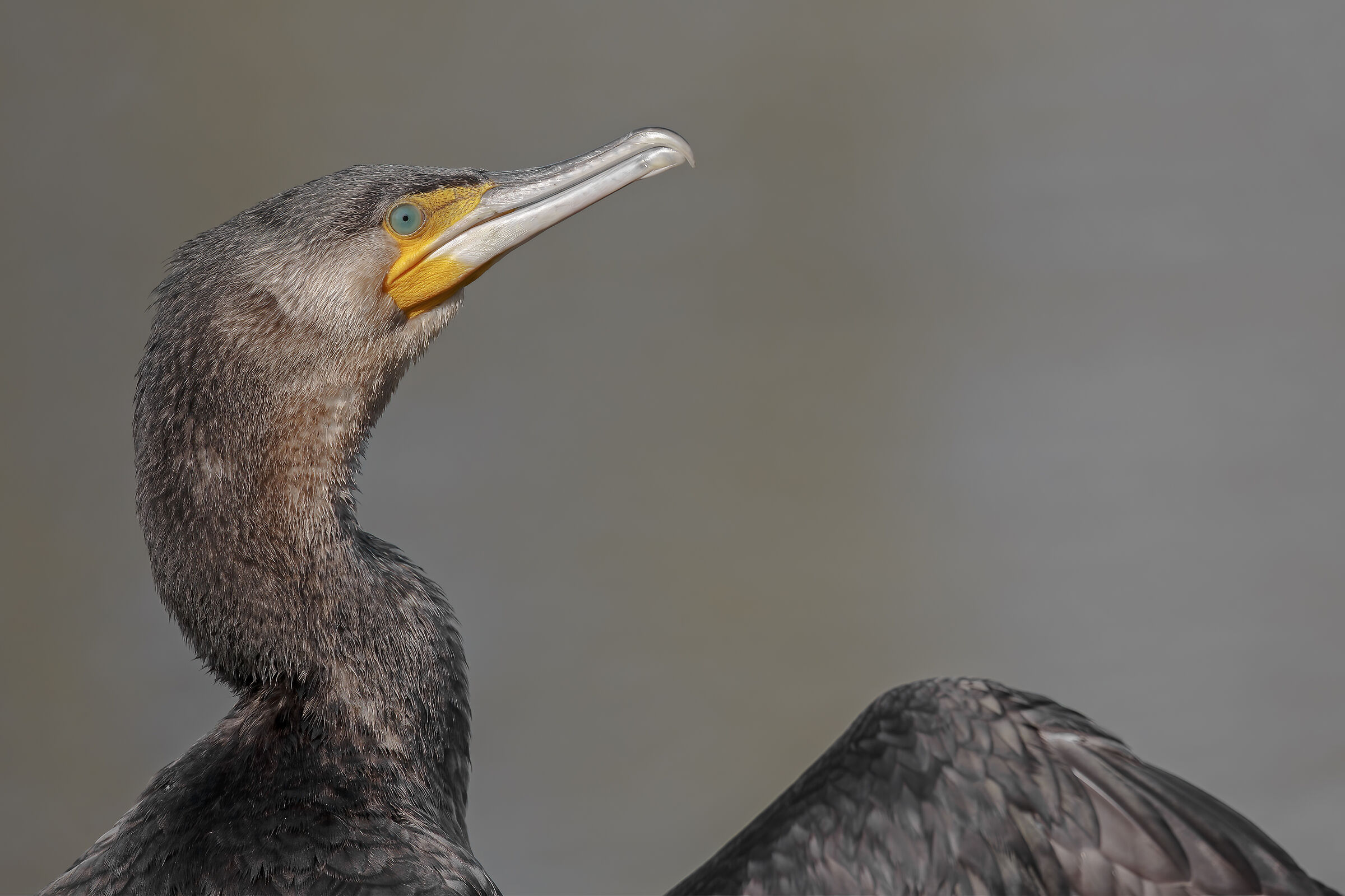 Cormorant