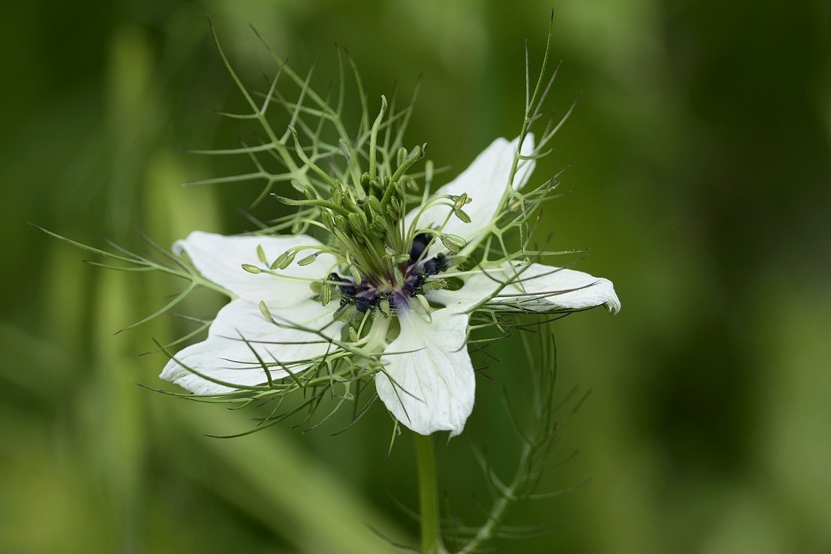 Nigella