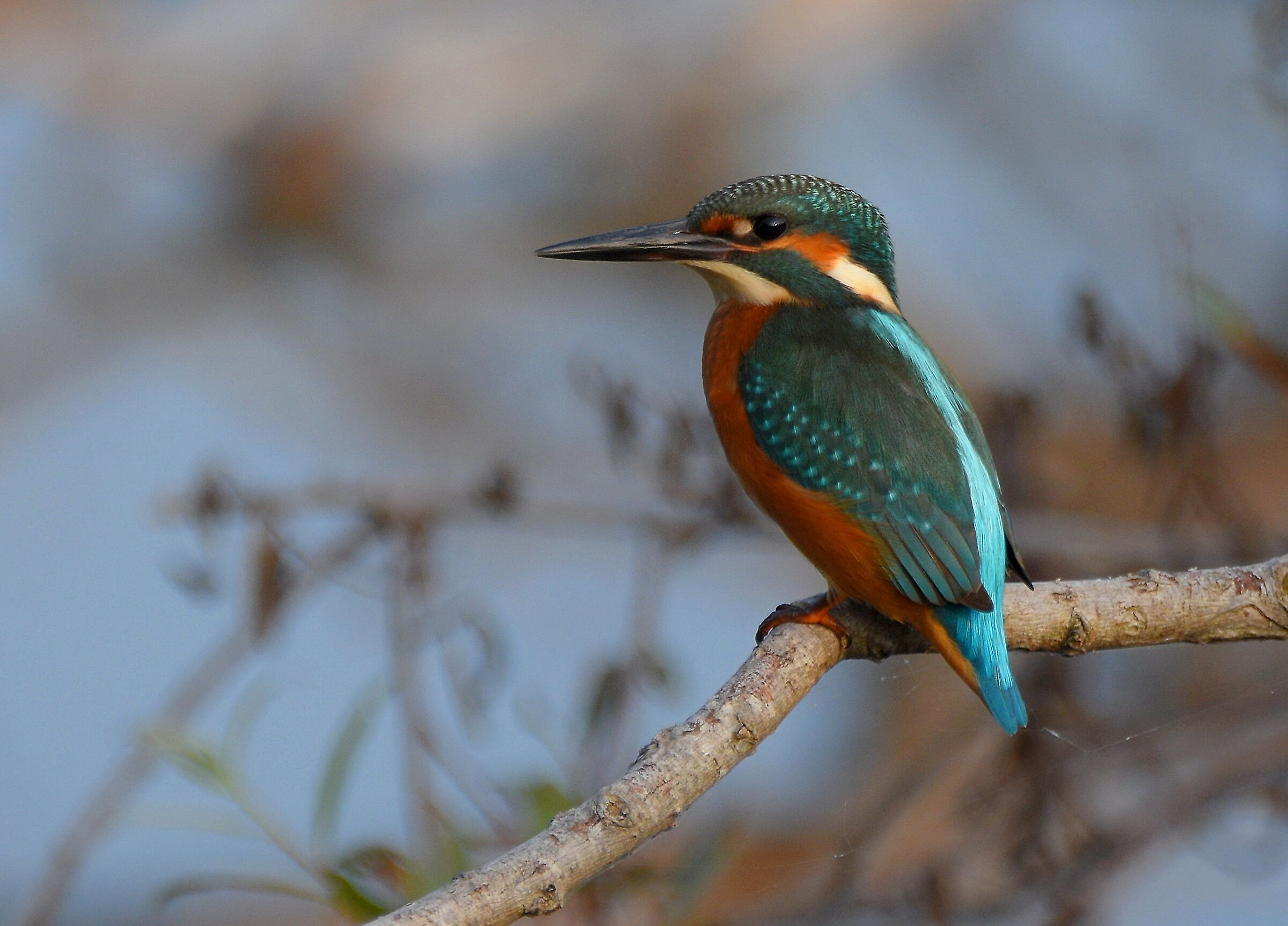 Martin pescatore (Alcedo atthis)