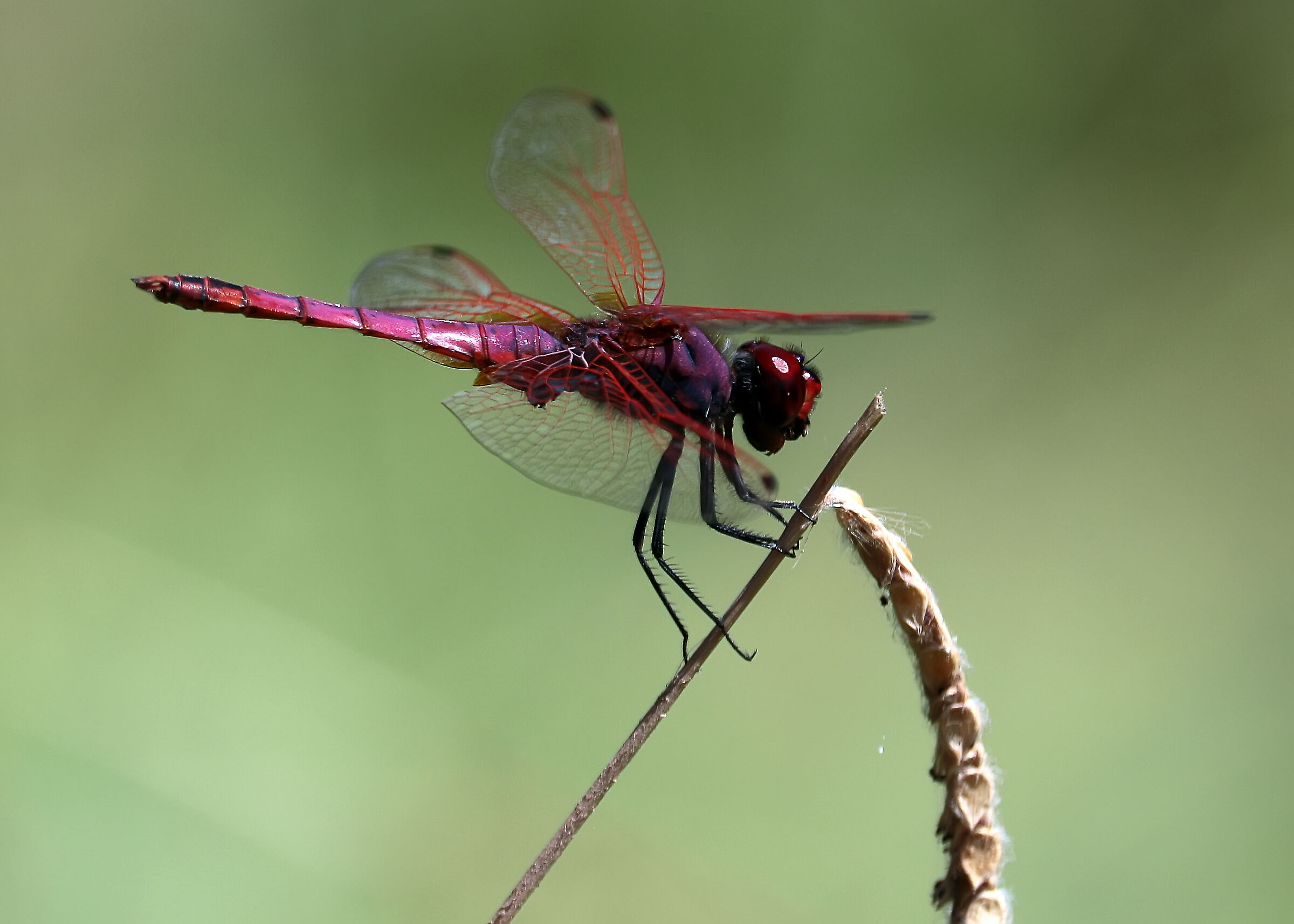 Composizione geometrica...