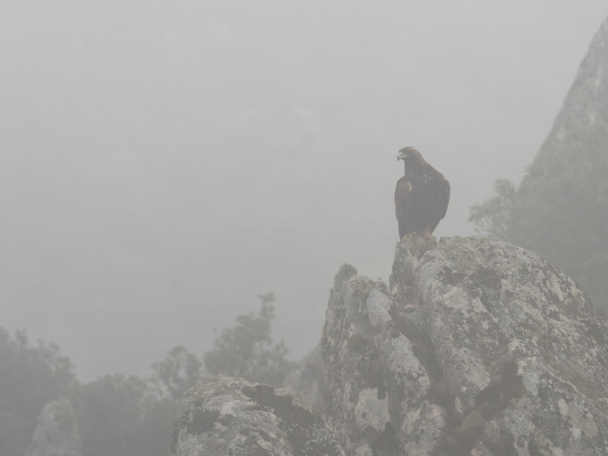 Aquila reale nella nebbia