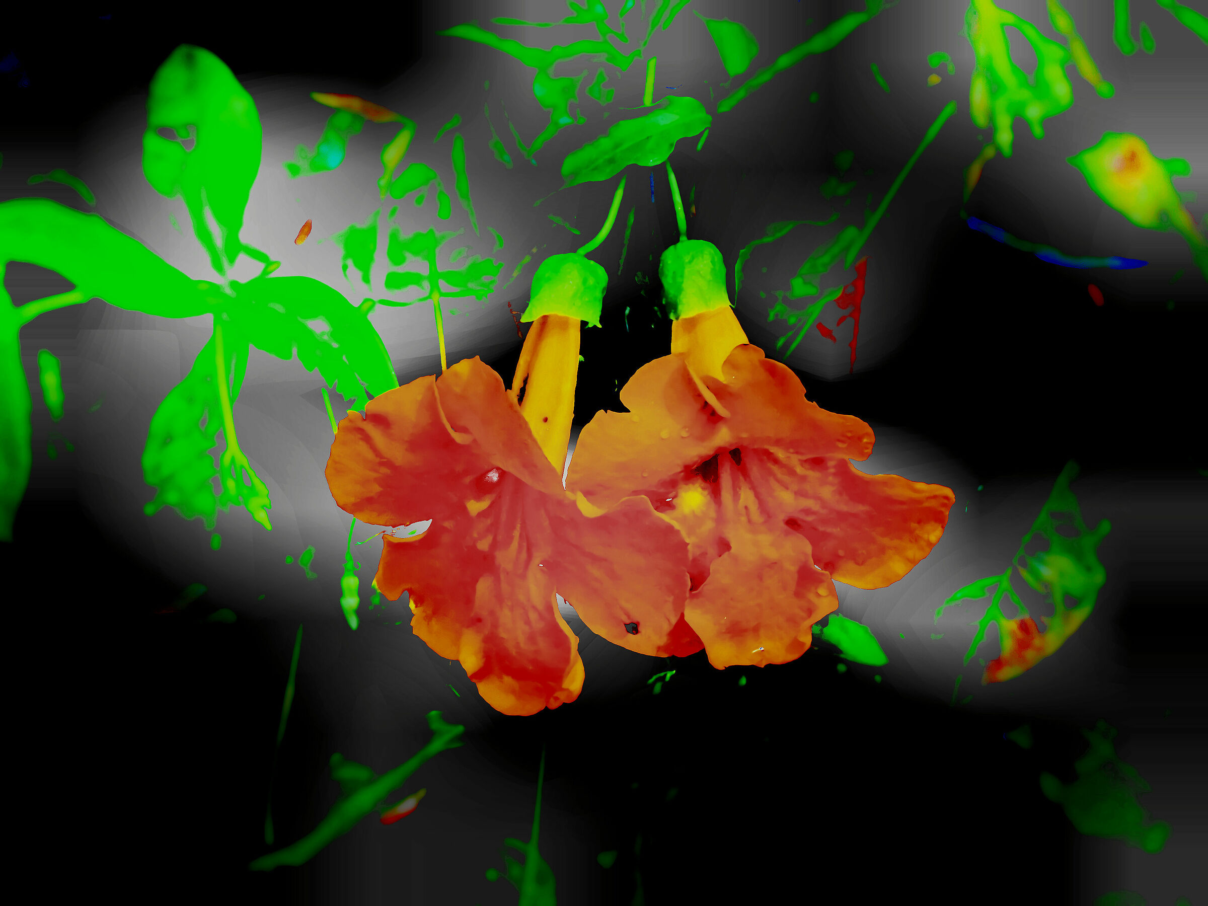 Bignonia Tweediana - 50x crop.1,38