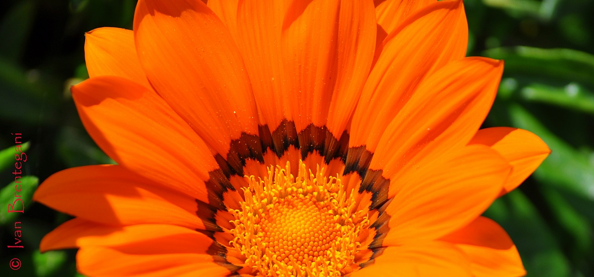 Gazania