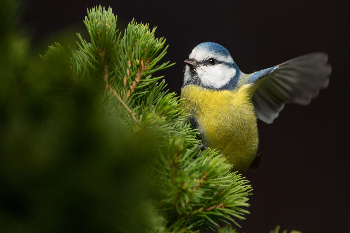 Eurasian blue tit-2