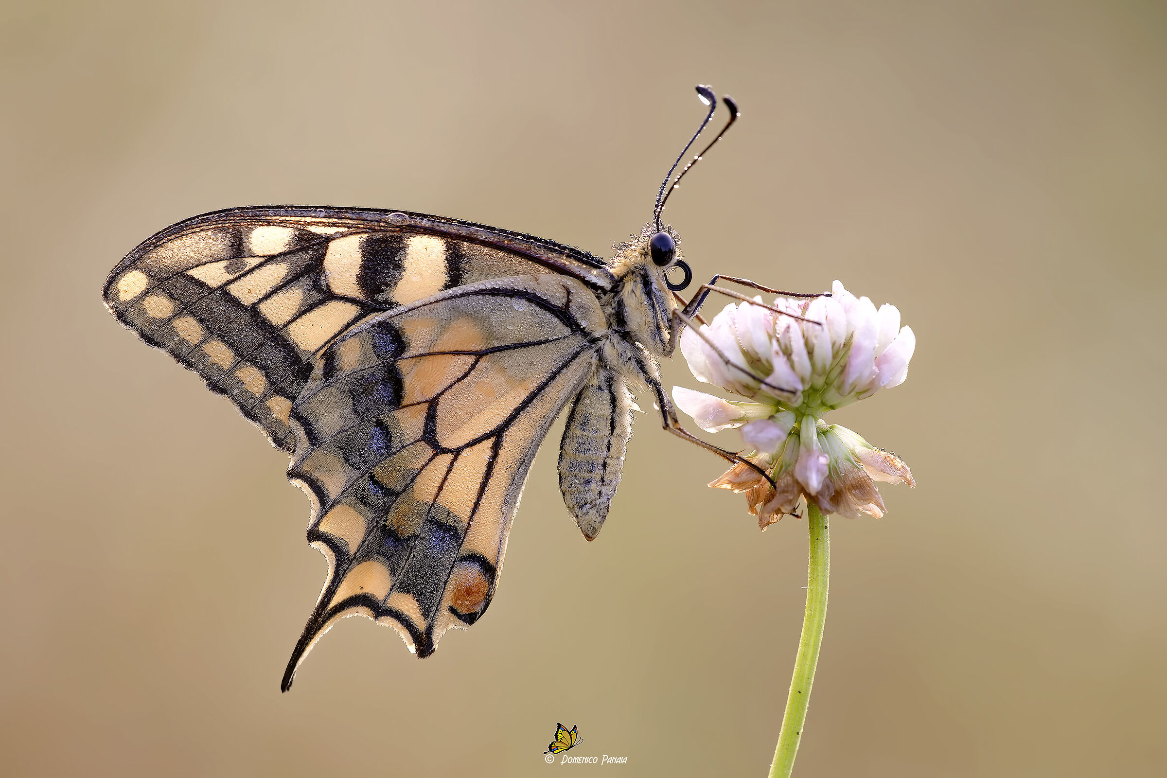 swallowtail