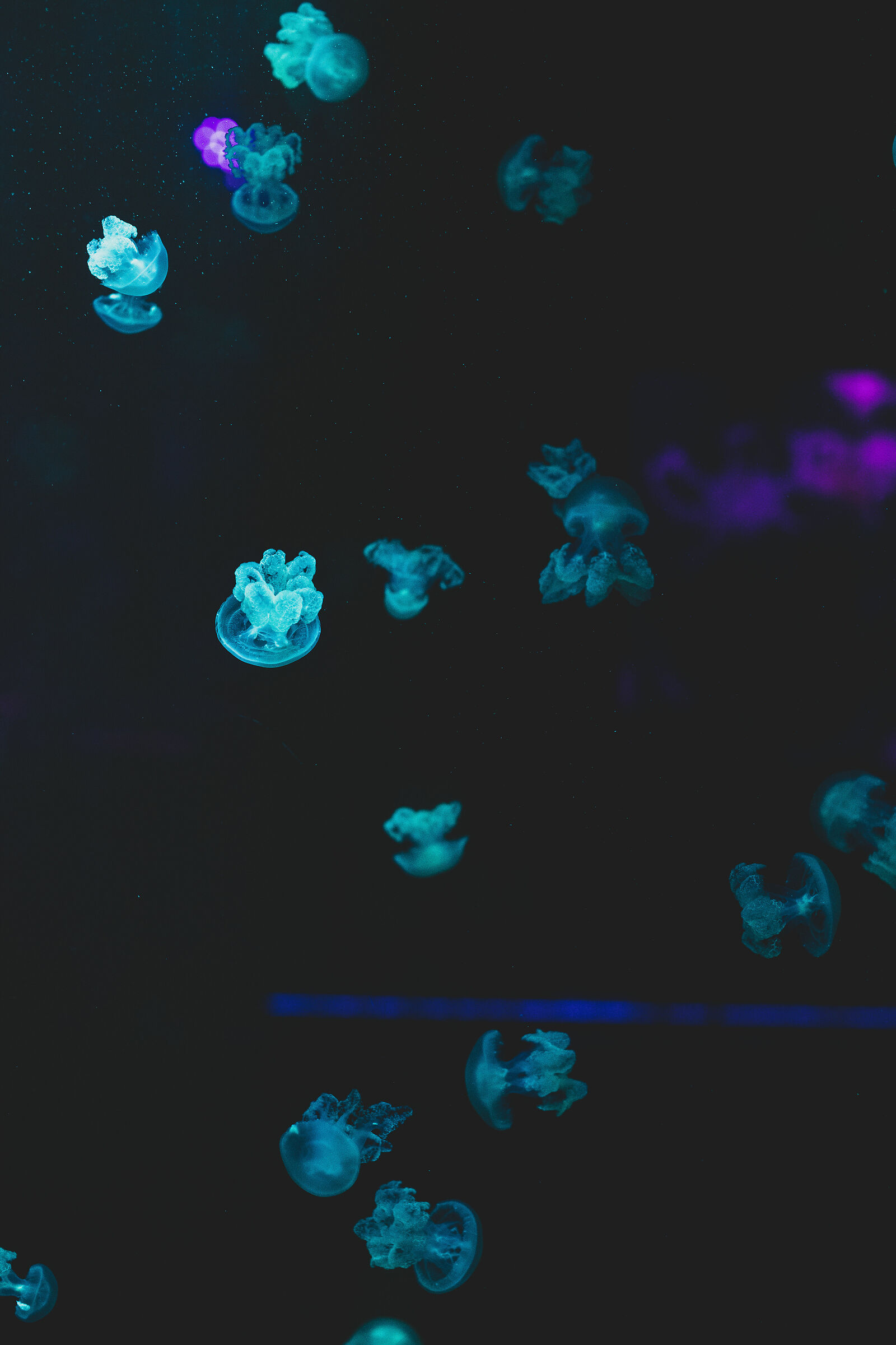 meduse