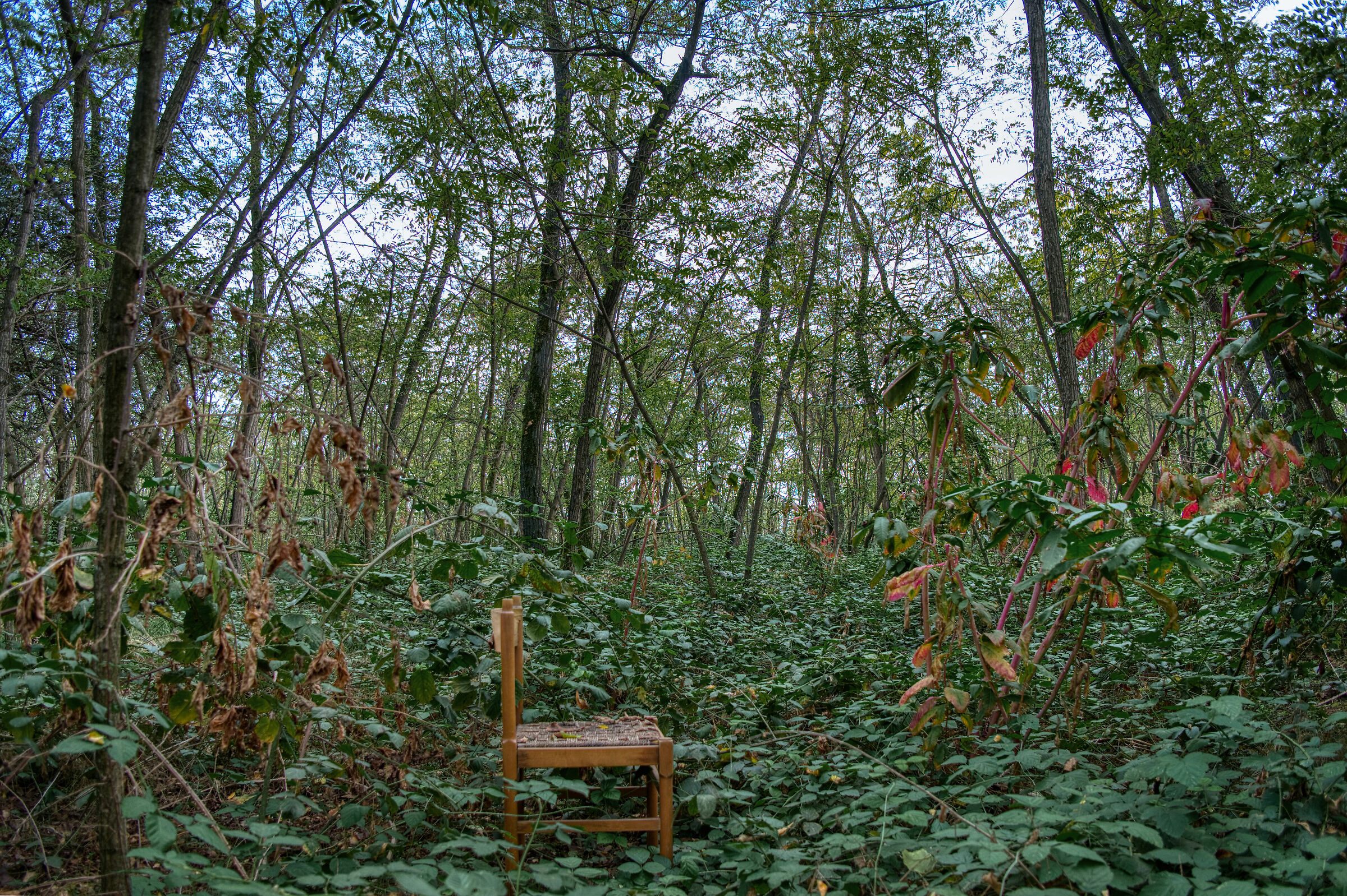 The Chair in the Woods