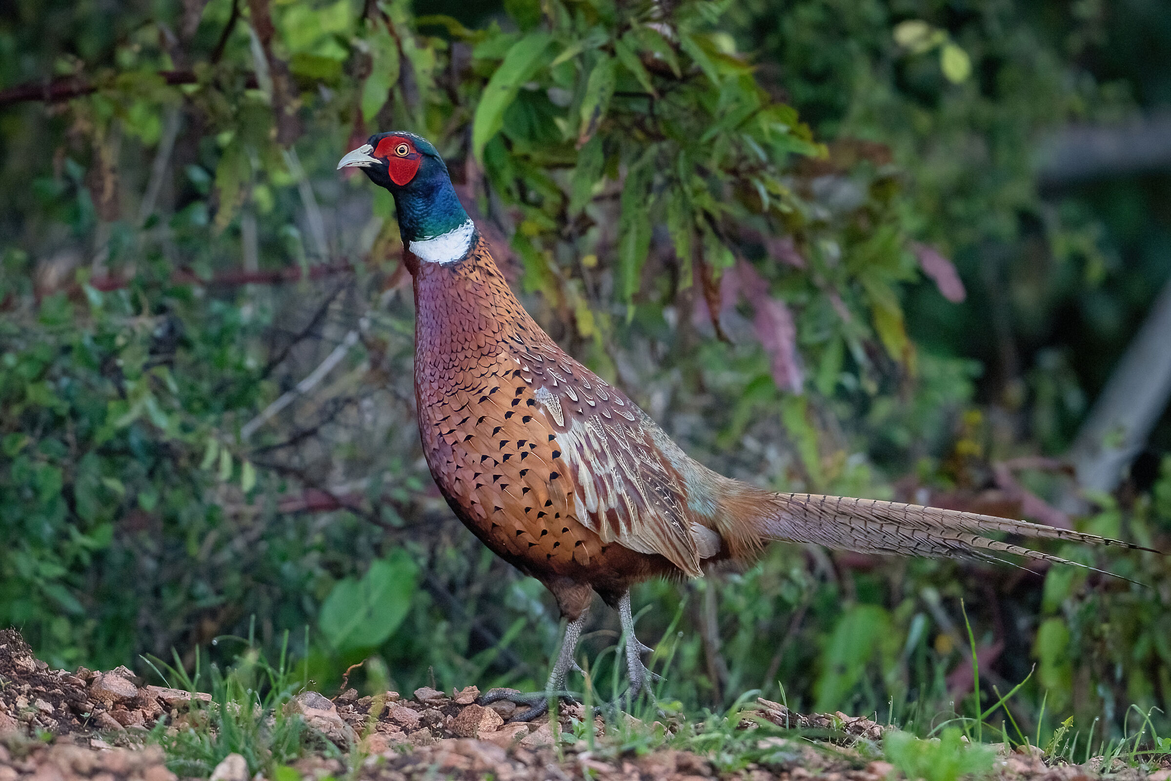 Fagiano comune (Phasianus colchicus)