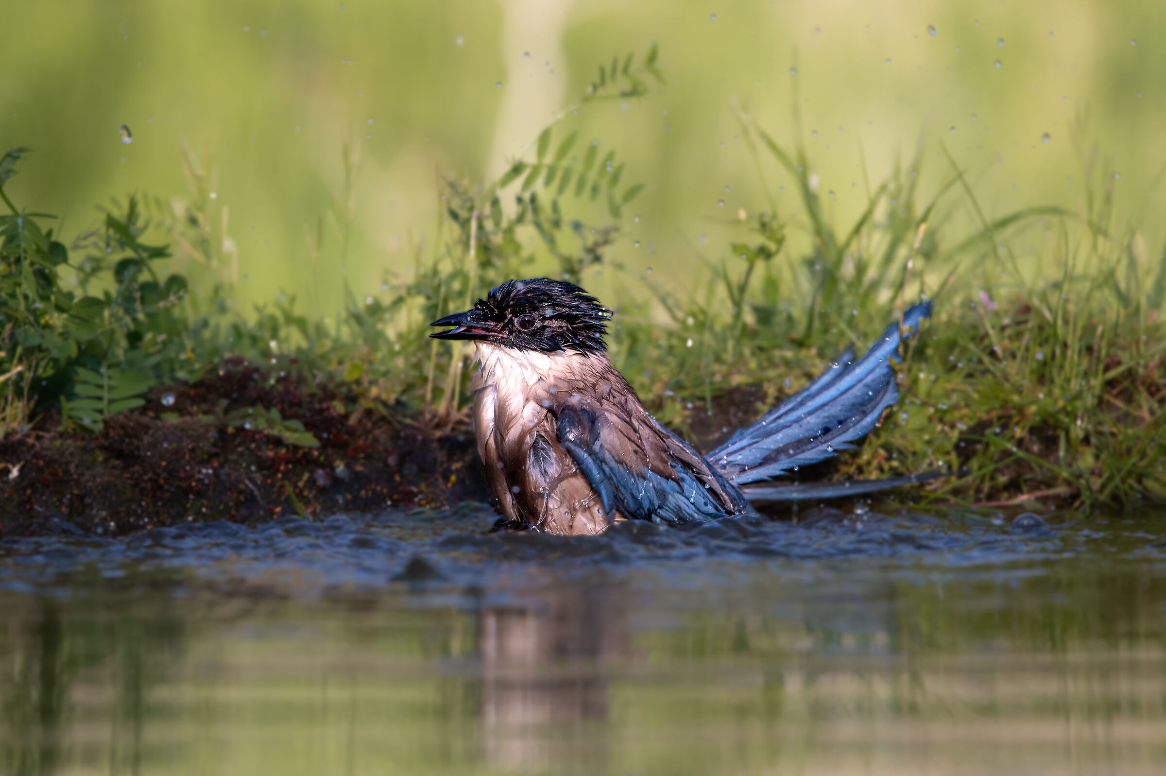 Blue-winged magpie