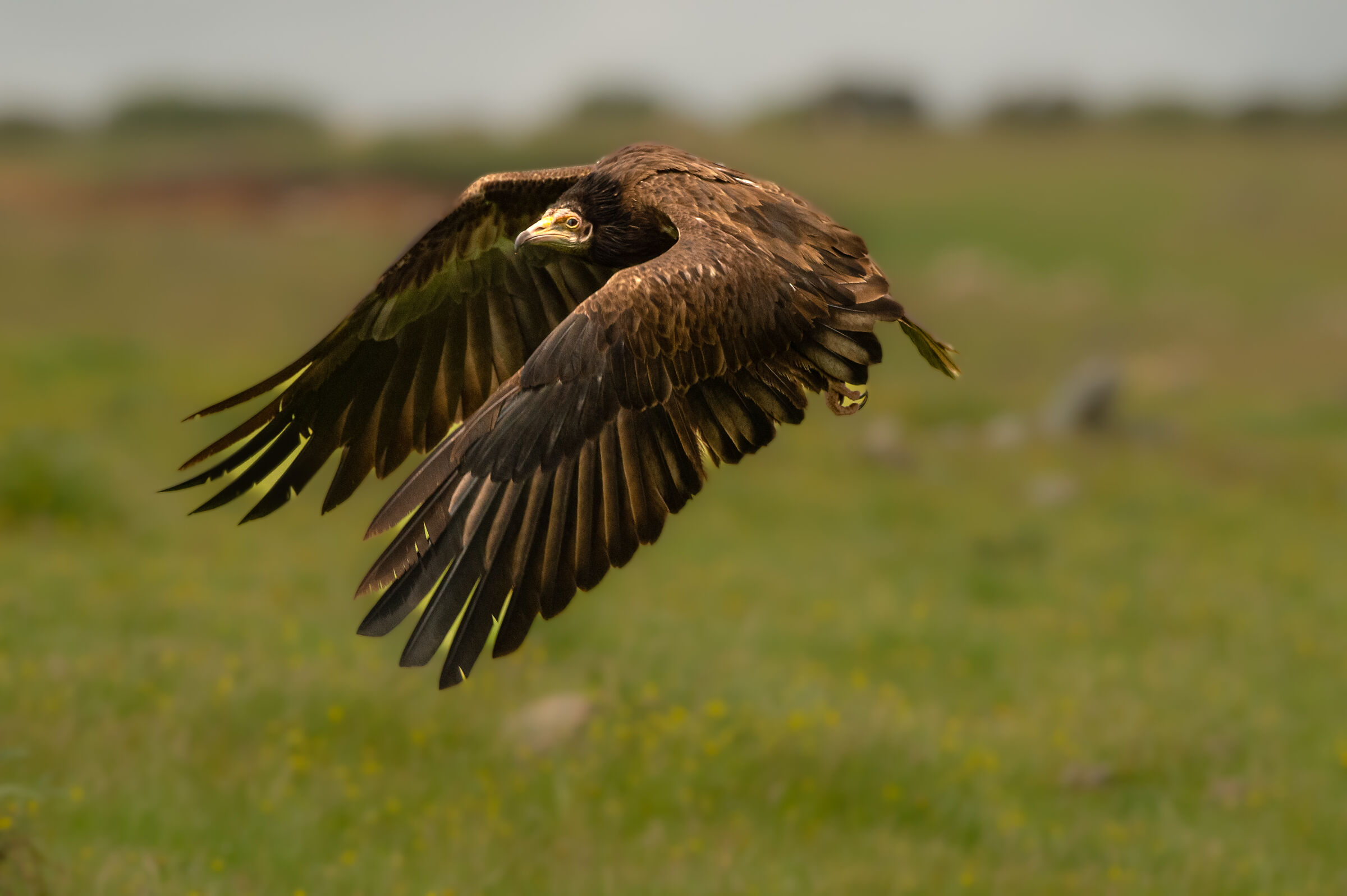 White scavenger vulture