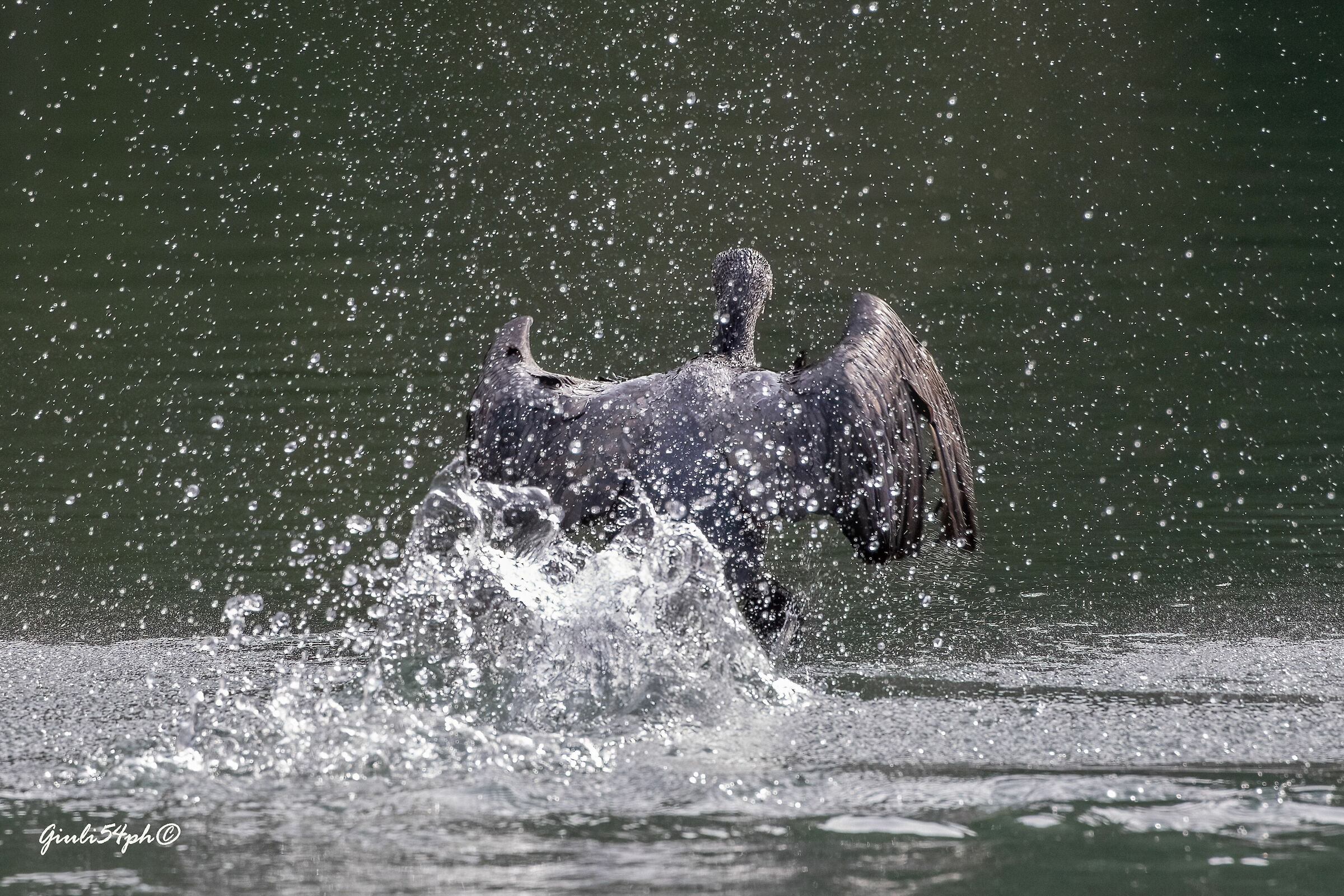 Il decollo del cormorano