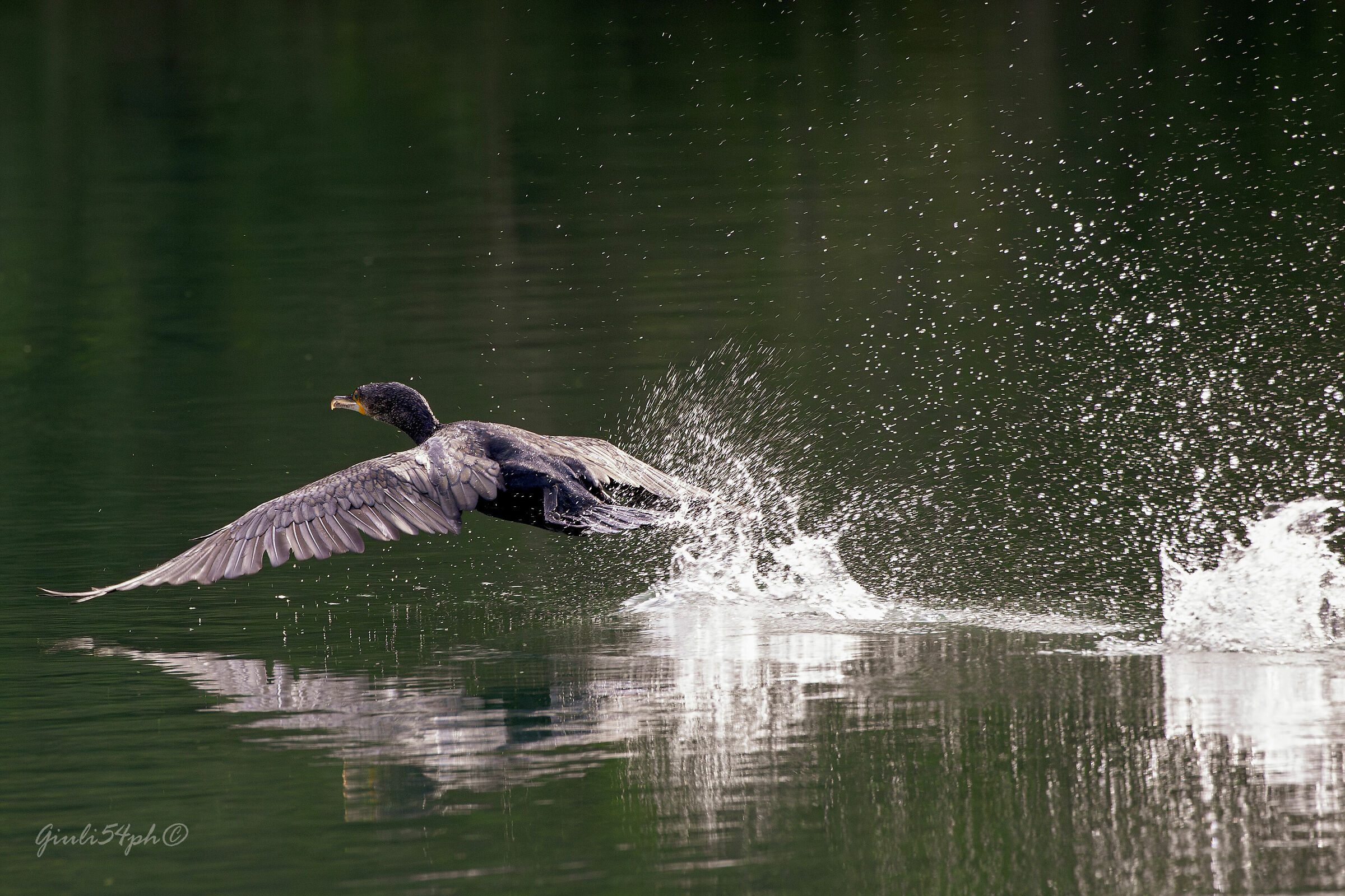 Cormorano in decollo 1