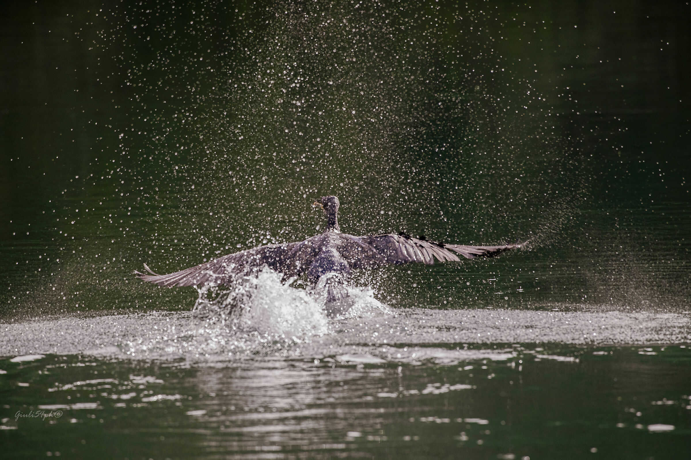 cormorano in decollo2
