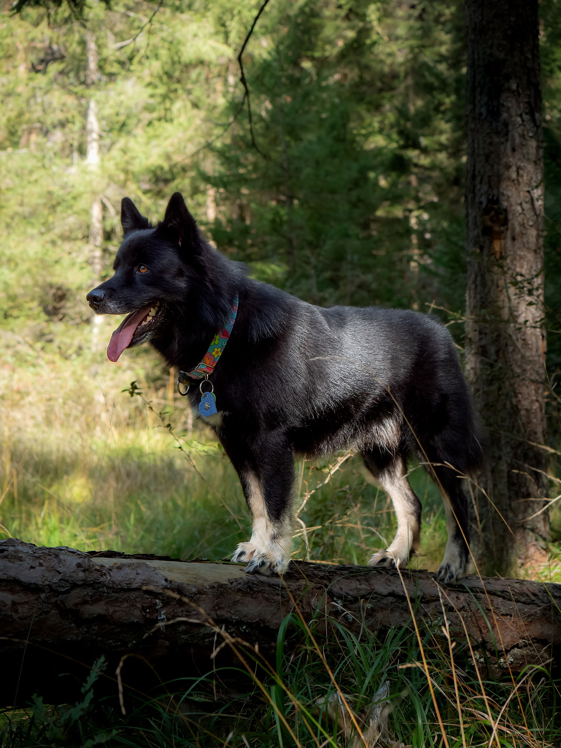 Suri - Lapinporokoira(pastore lappone)