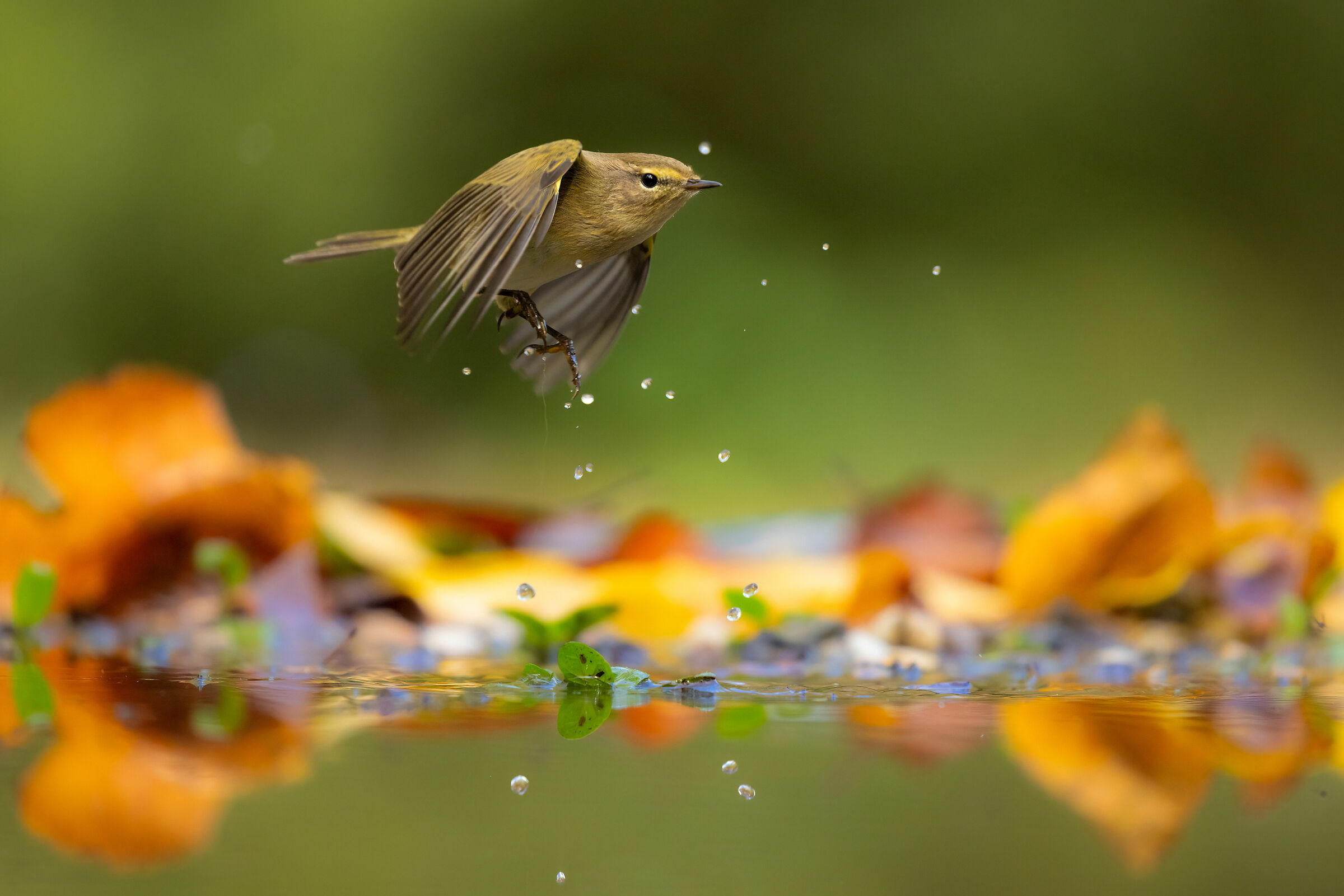 The inexhaustible energy of the Little Warbler