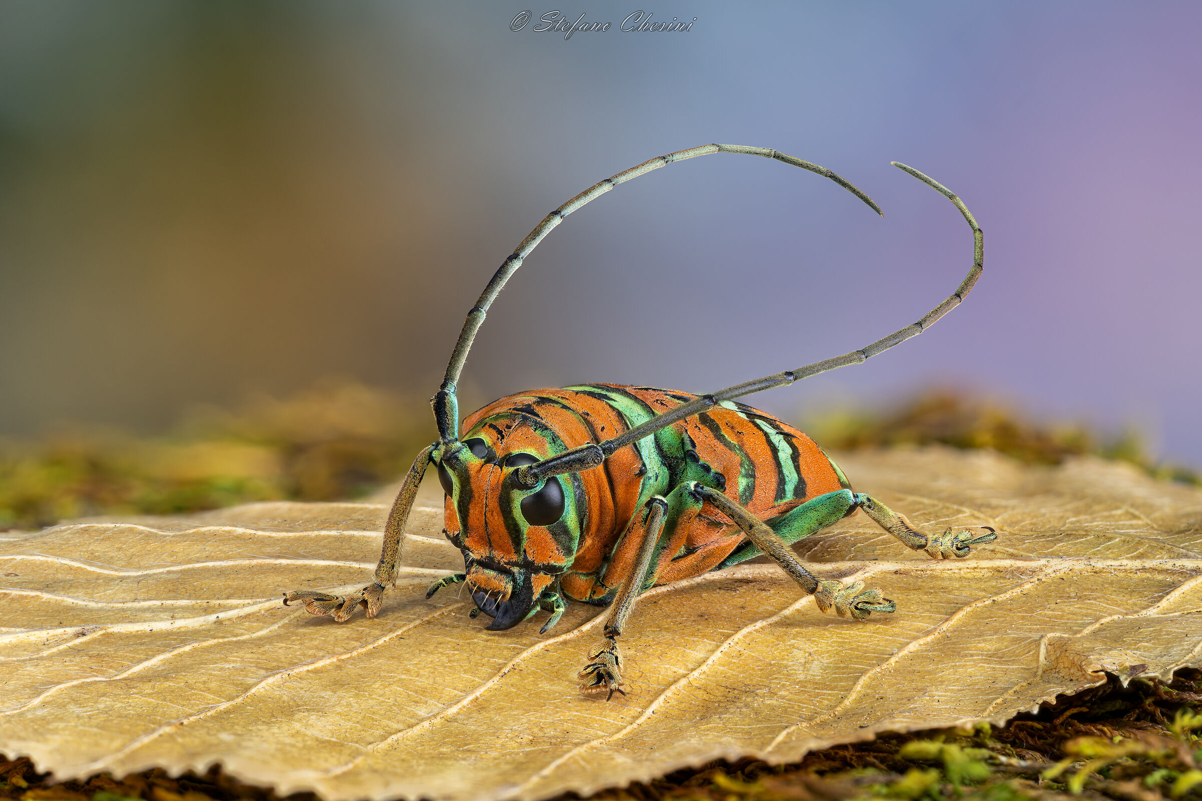 Sternotomis pulchra (Camerun)