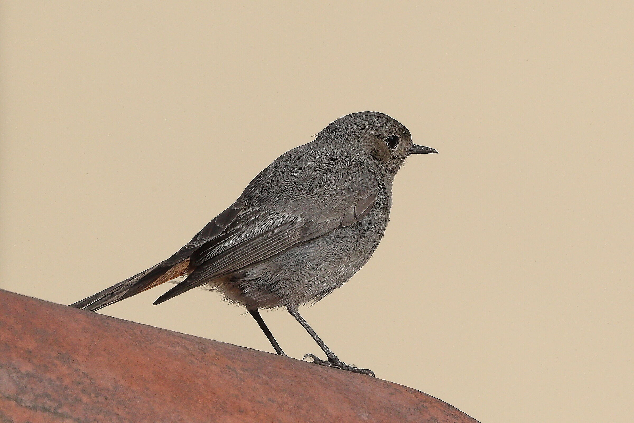 Redstart 01-06-2023