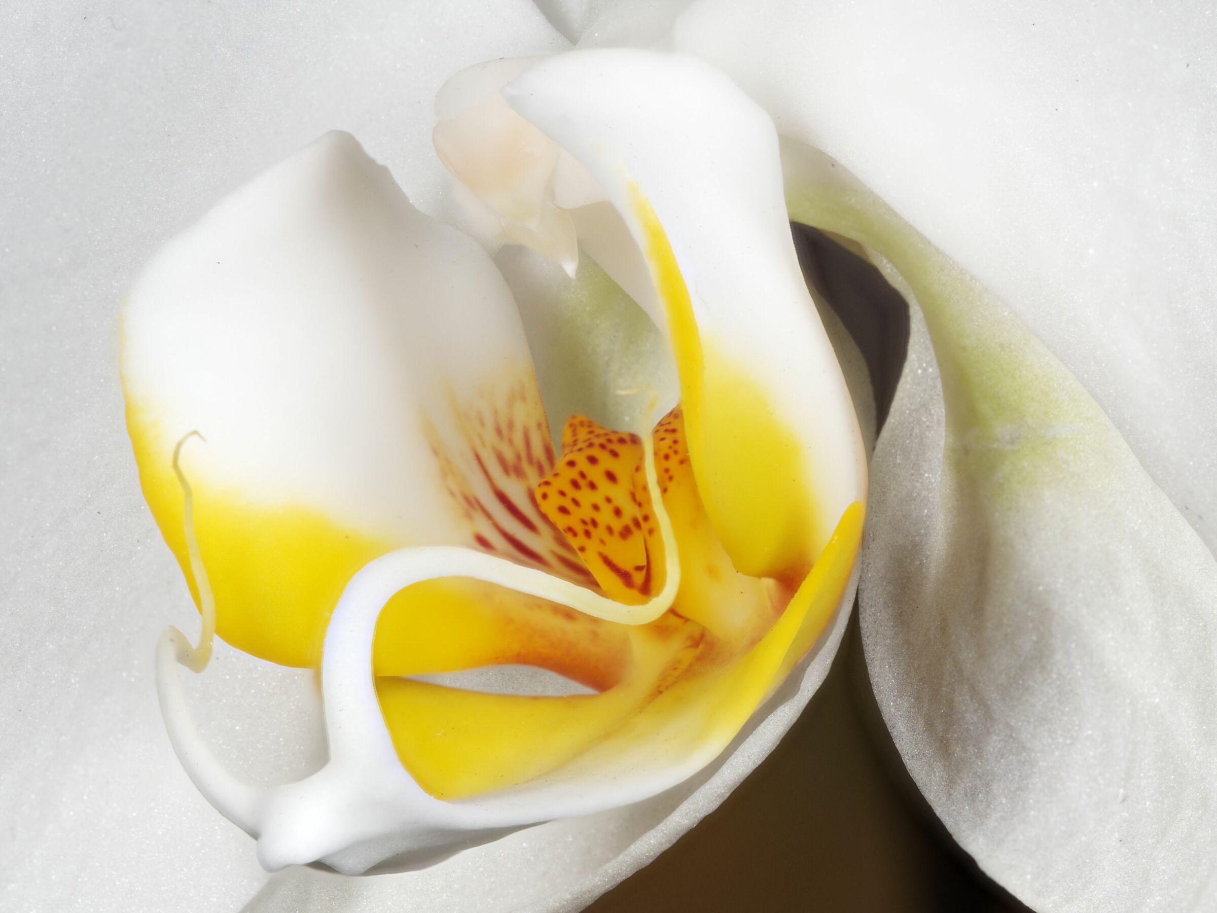 FocusStacking with MF12