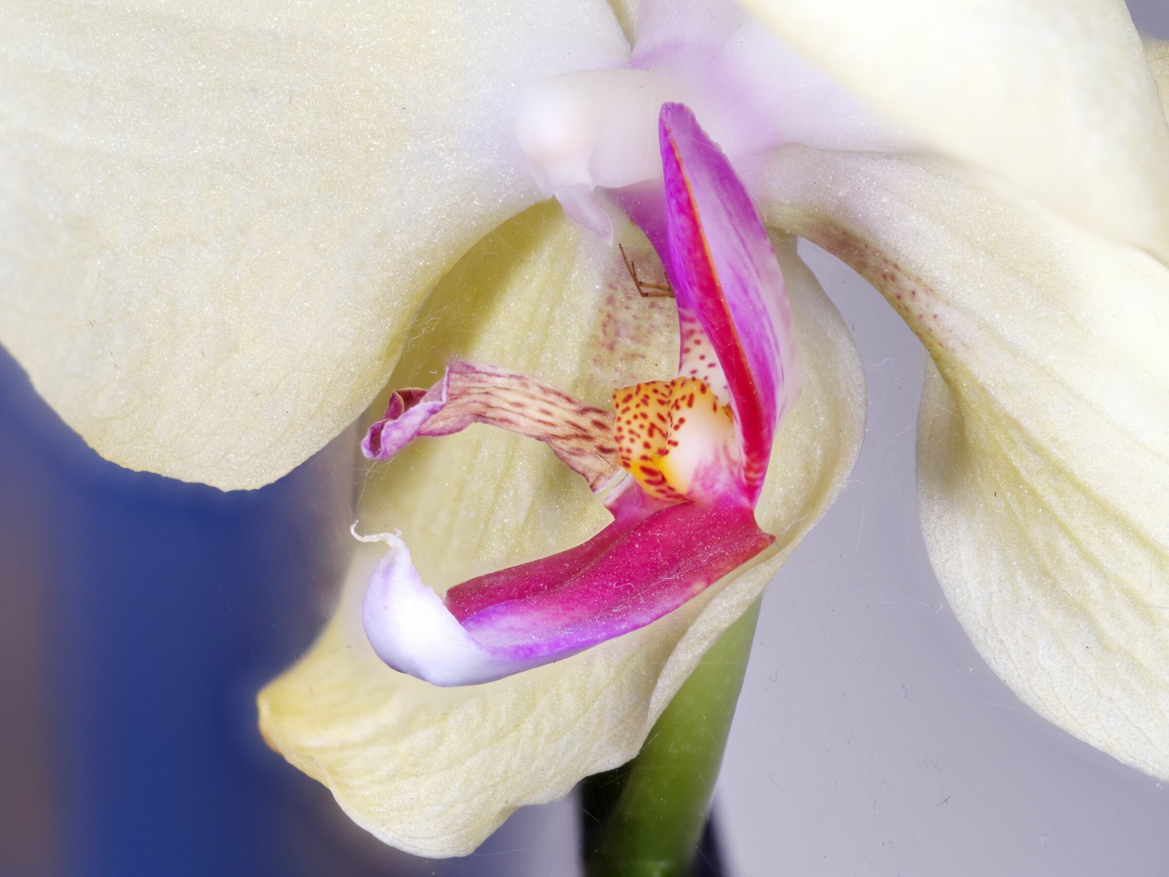 FocusStacking with MF12