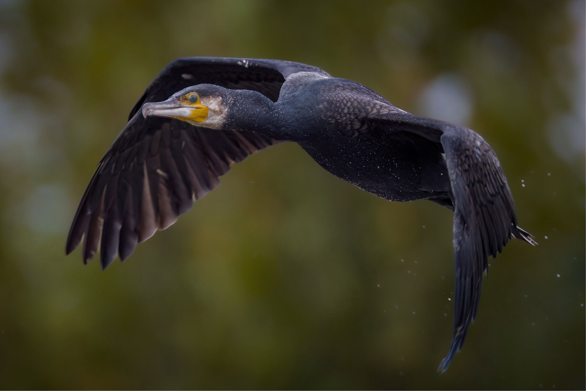 Cormorant in flight