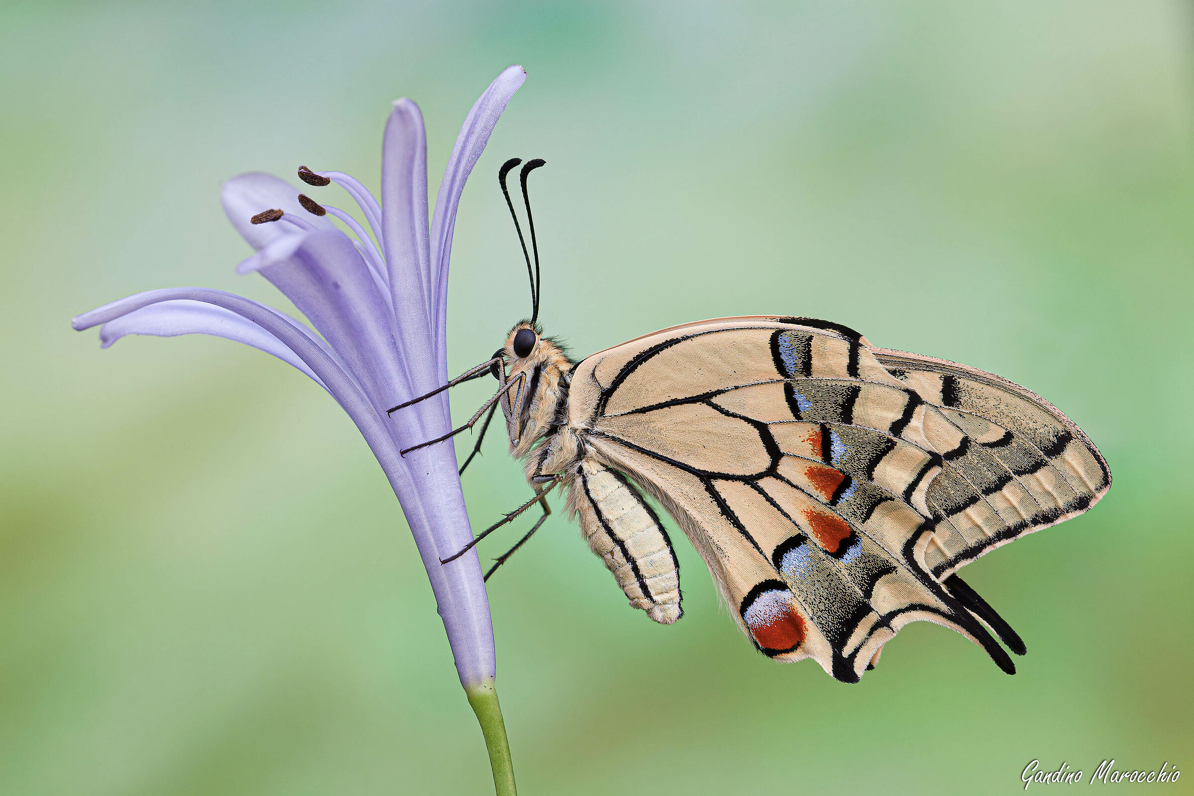 Papilio Machaon