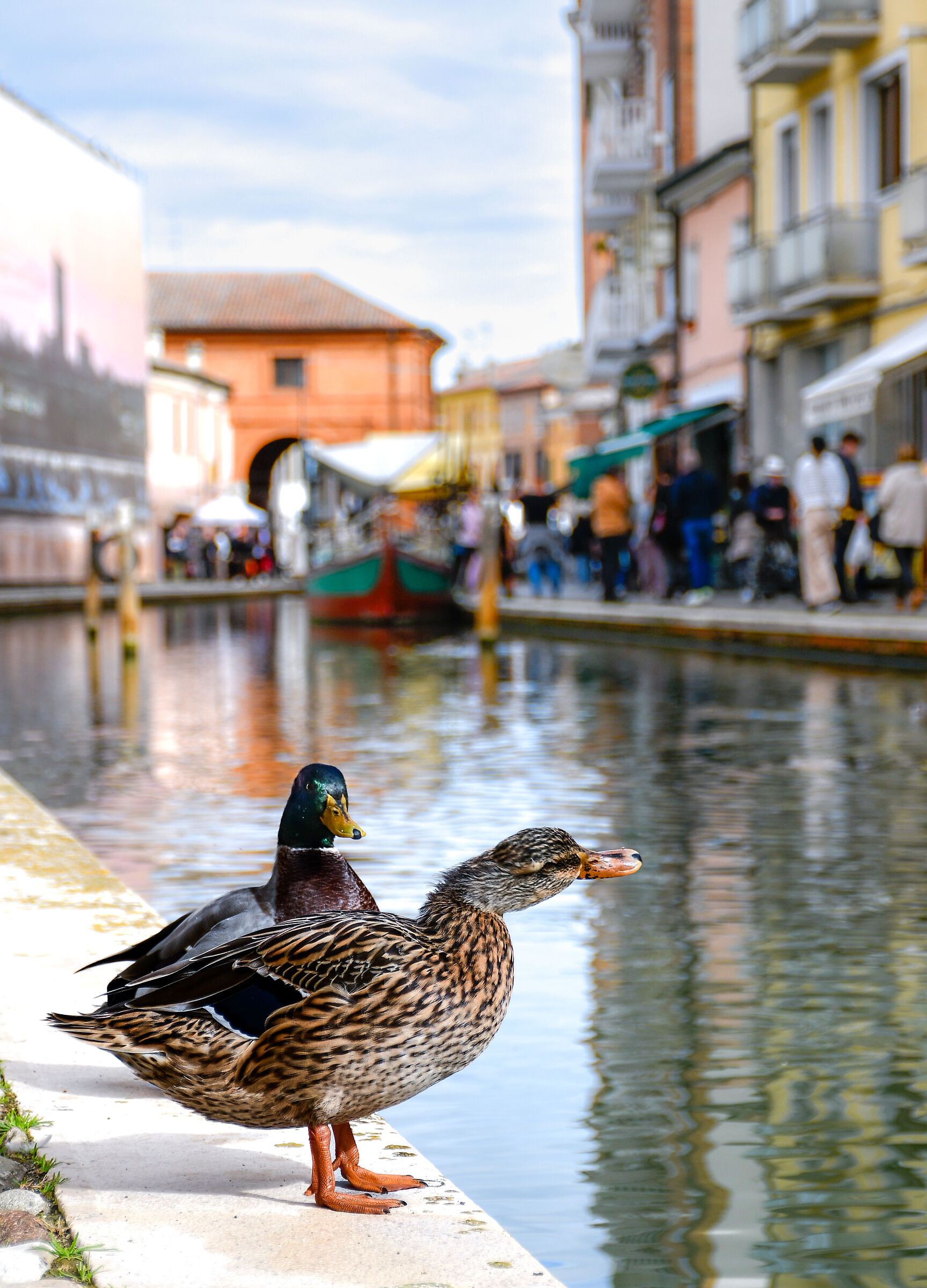 Swimming between the canals