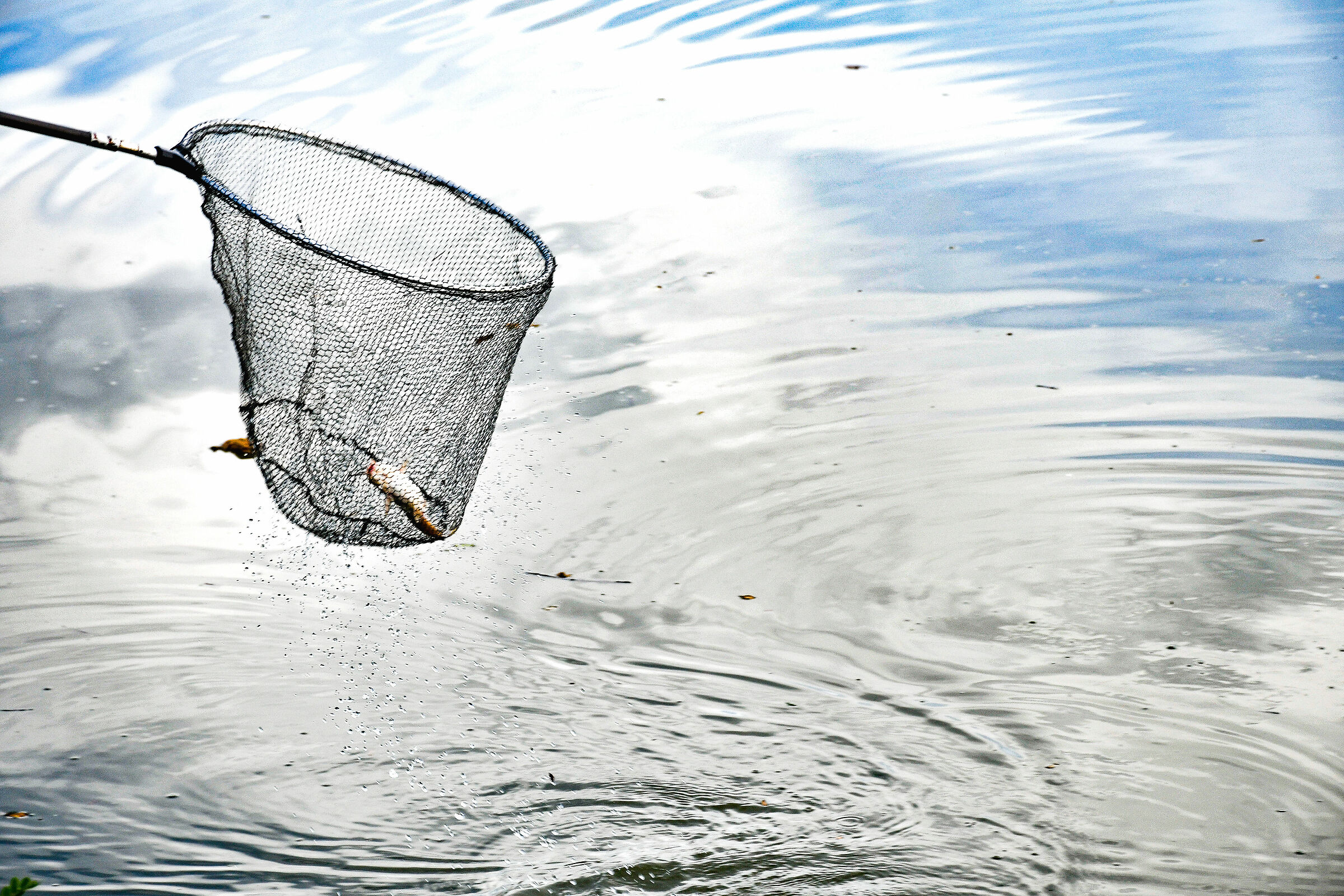 Catfish in the net